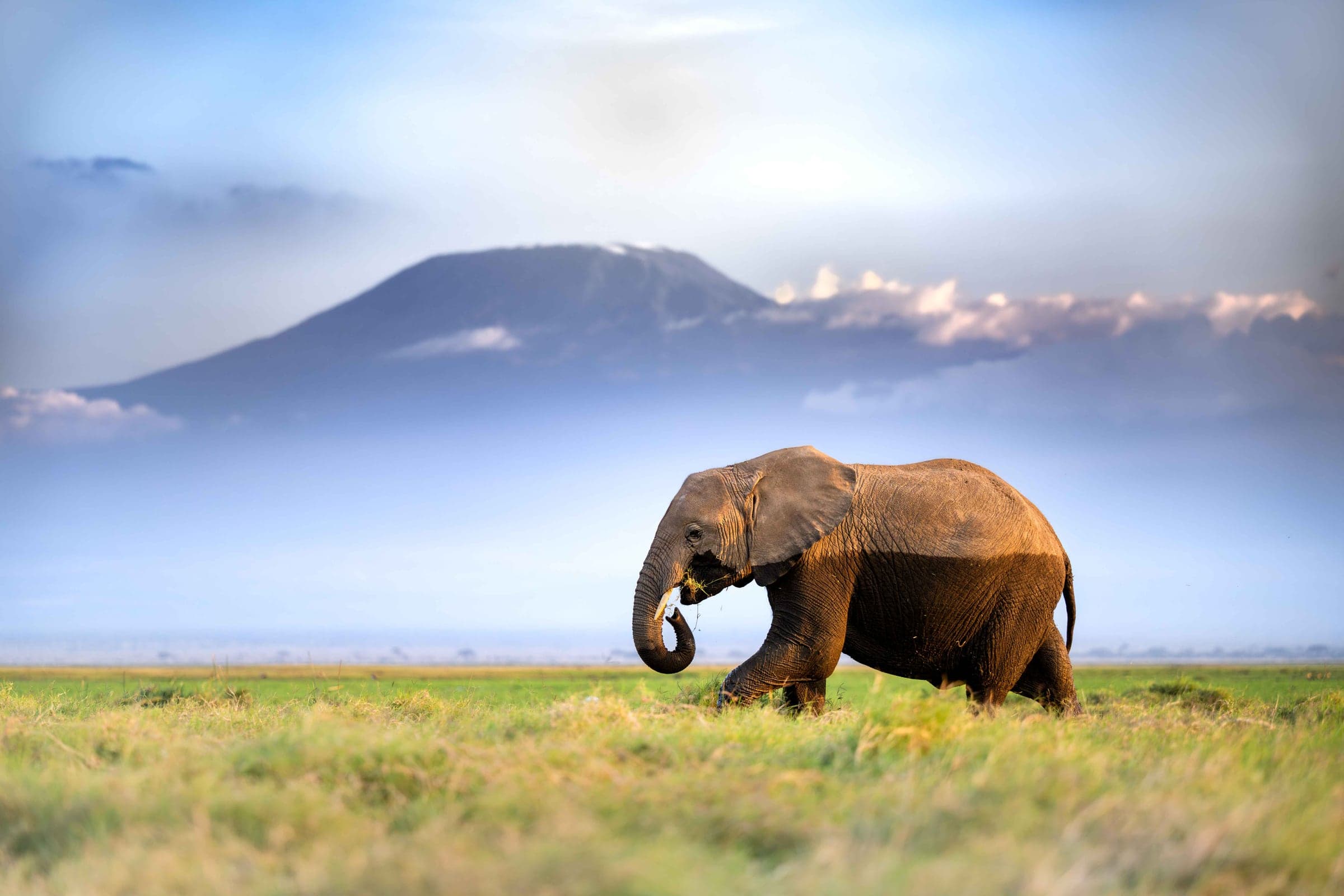 Elephant beneath Kilimanjaro in Amboseli