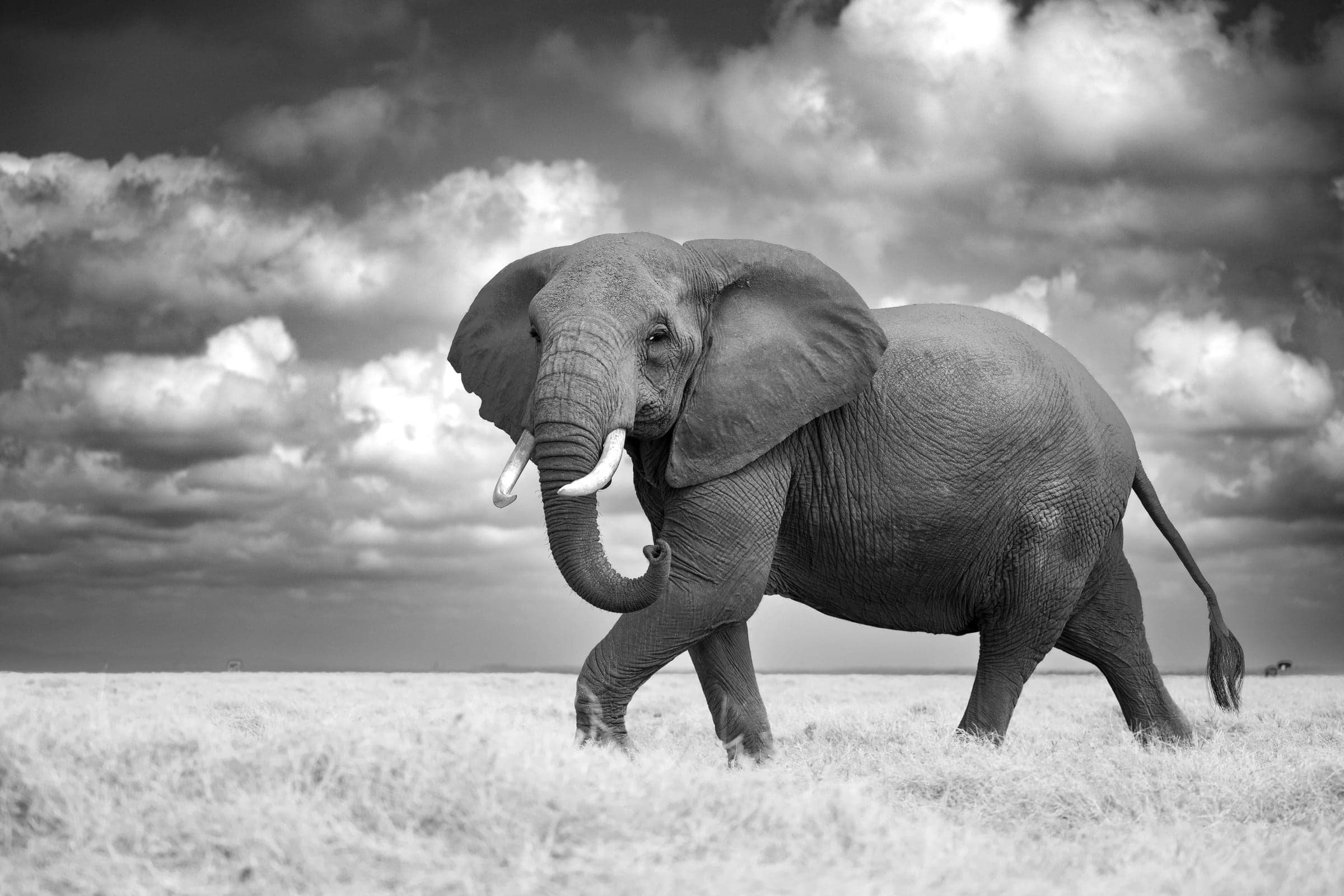 Amboseli wildlife and landscape photograph 3