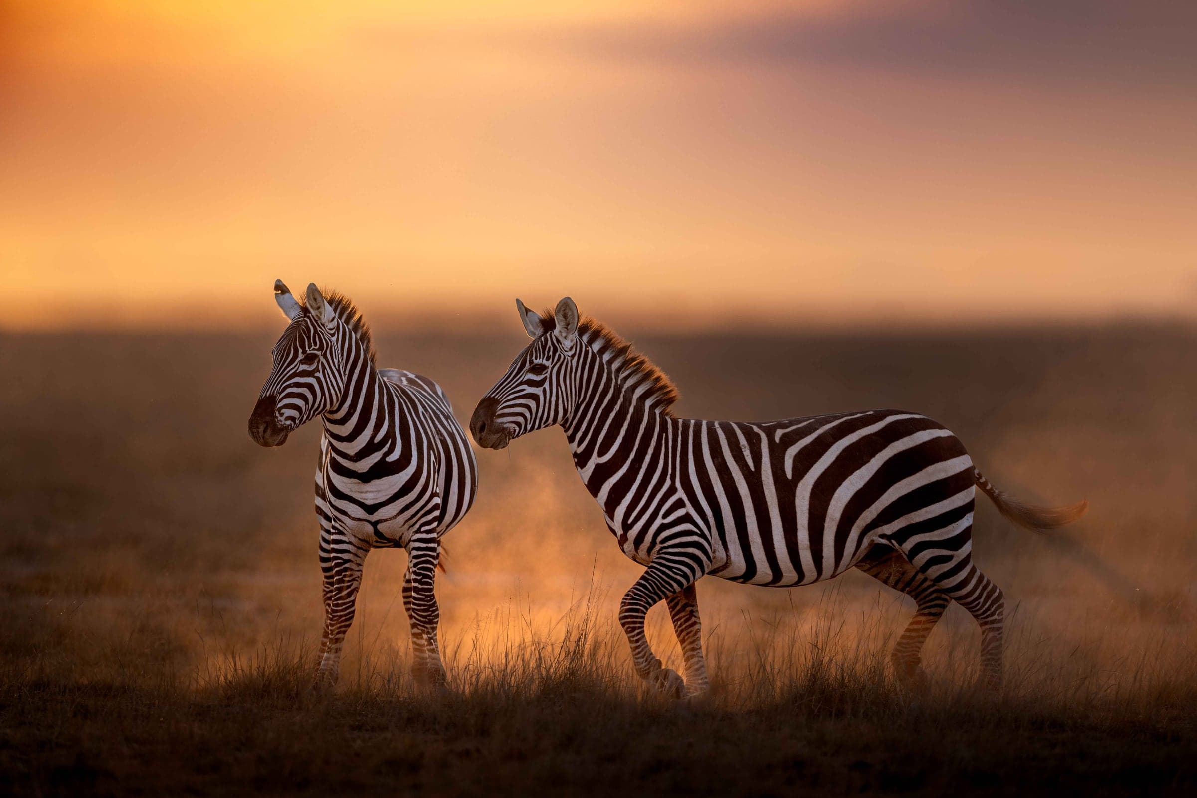 Amboseli wildlife and landscape photograph 4