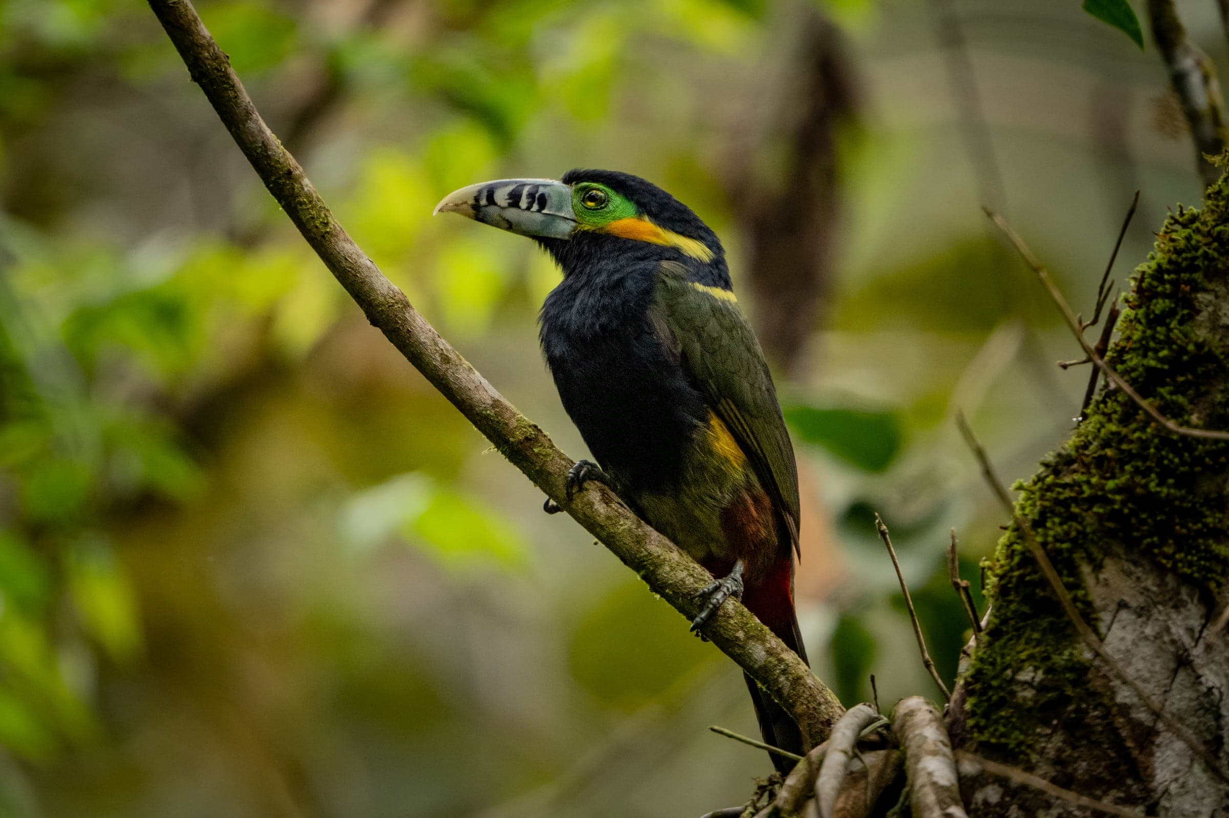 Toucan in Brazil's Atlantic rainforest
