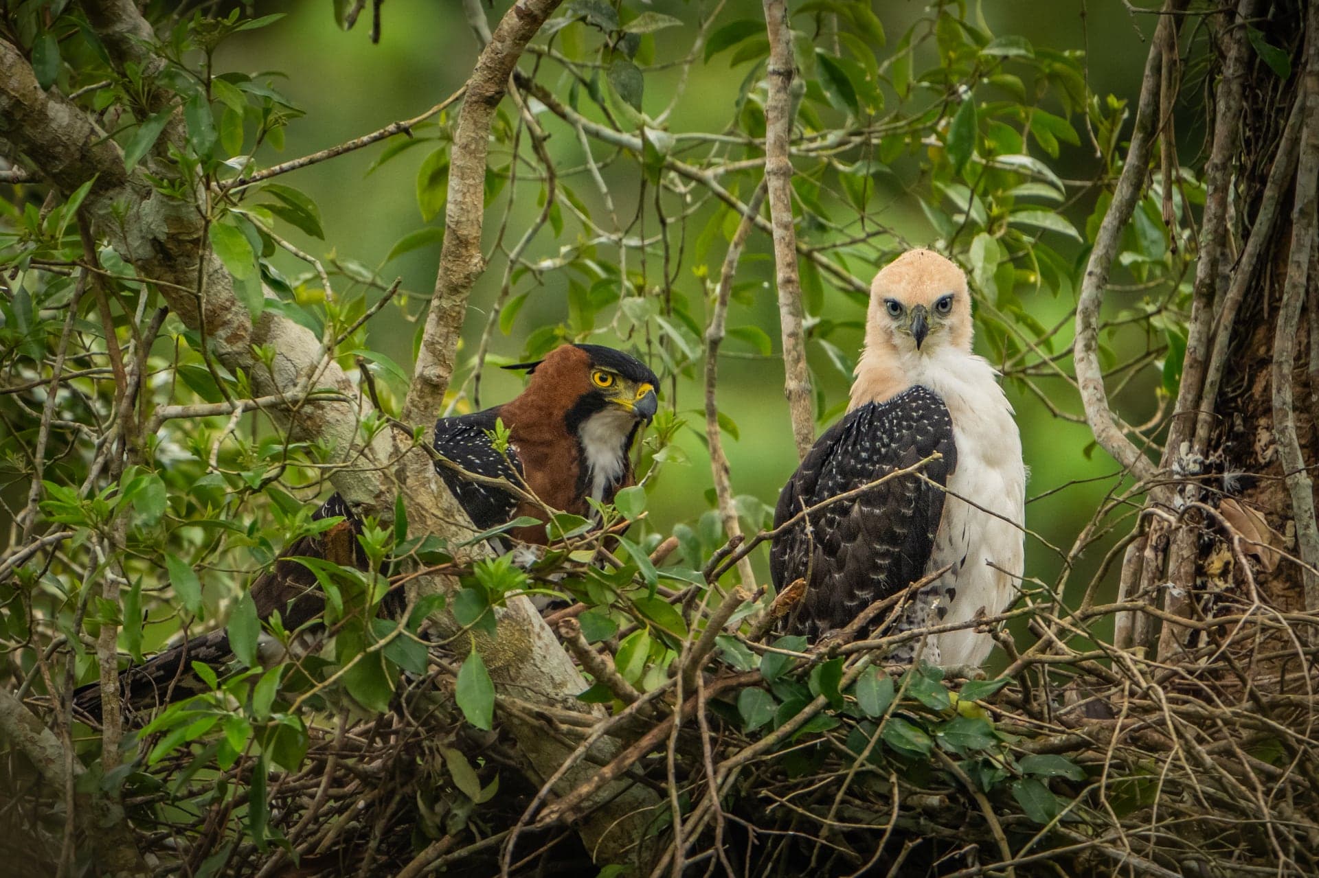 Atlantic Rainforest wildlife and landscape photograph 3