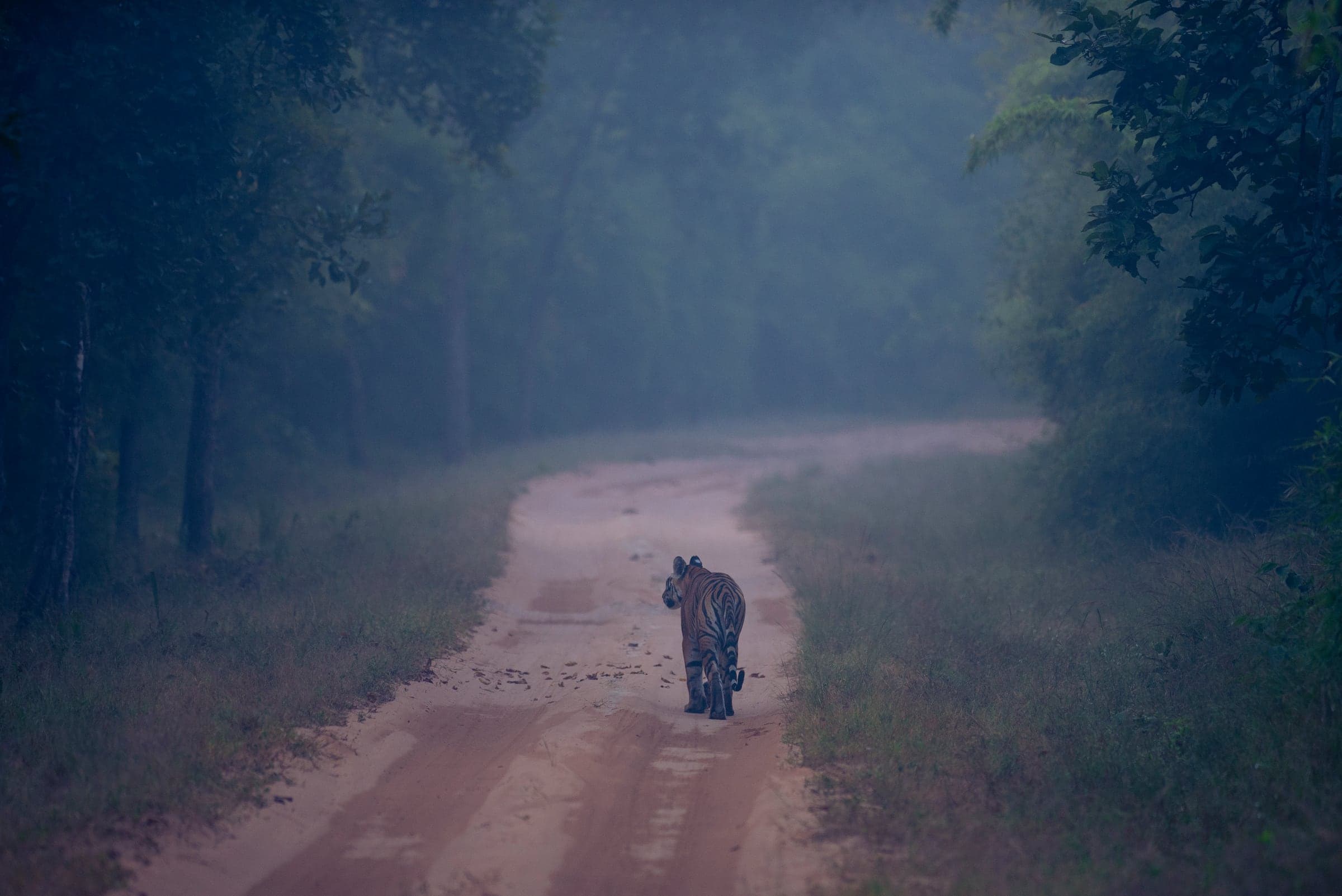 Bandhavgarh wildlife and landscape photograph 3