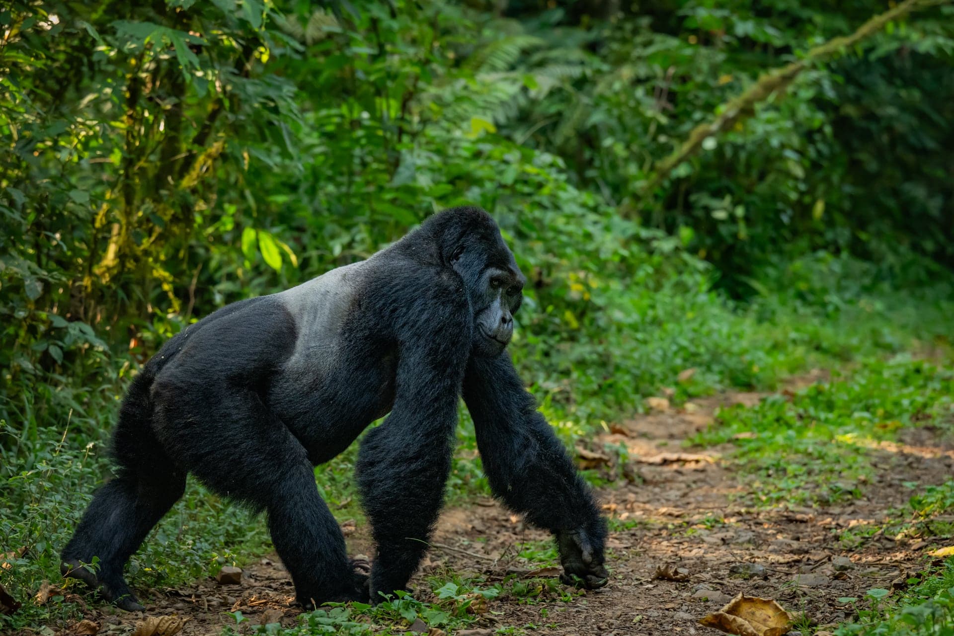 Mountain gorilla in Bwindi Impenetrable Forest