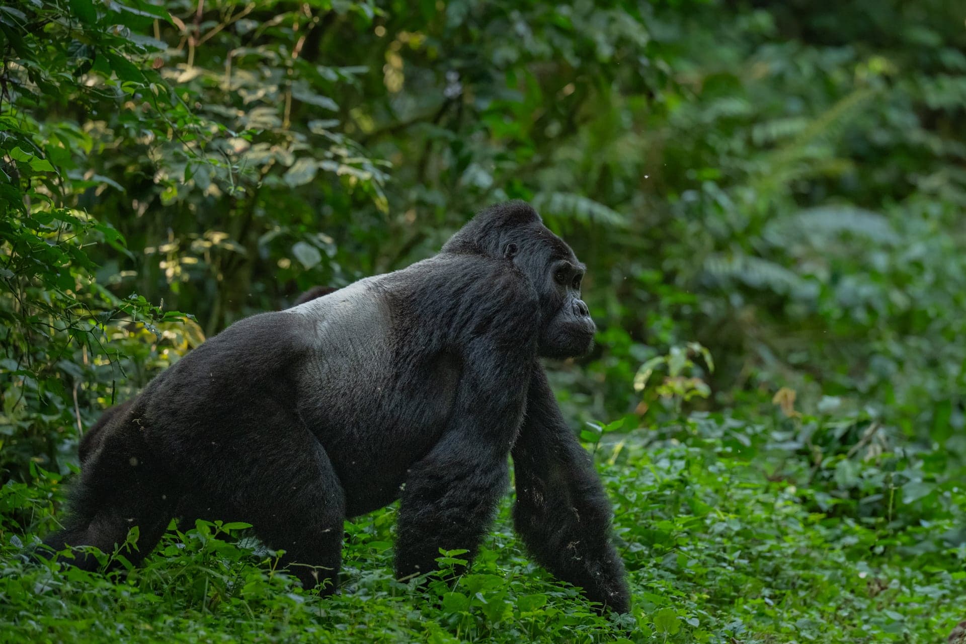 Bwindi Impenetrable wildlife and landscape photograph 3