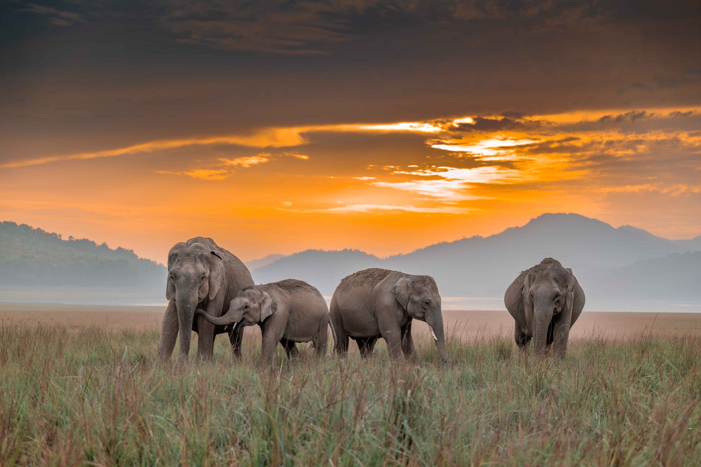 Corbett wildlife and landscape photograph 3
