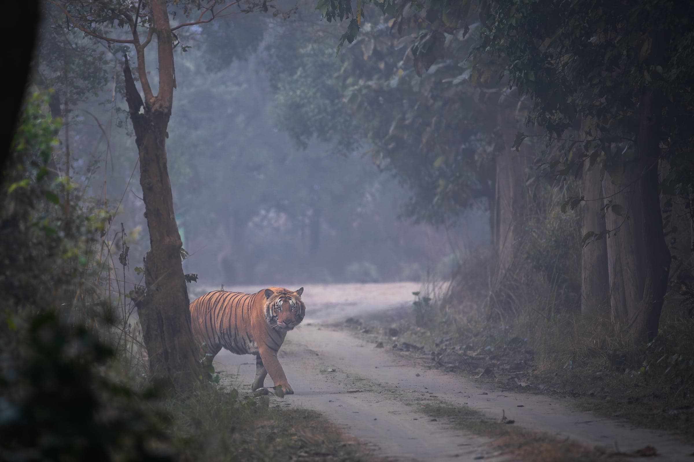Dudhwa wildlife and landscape photograph 3