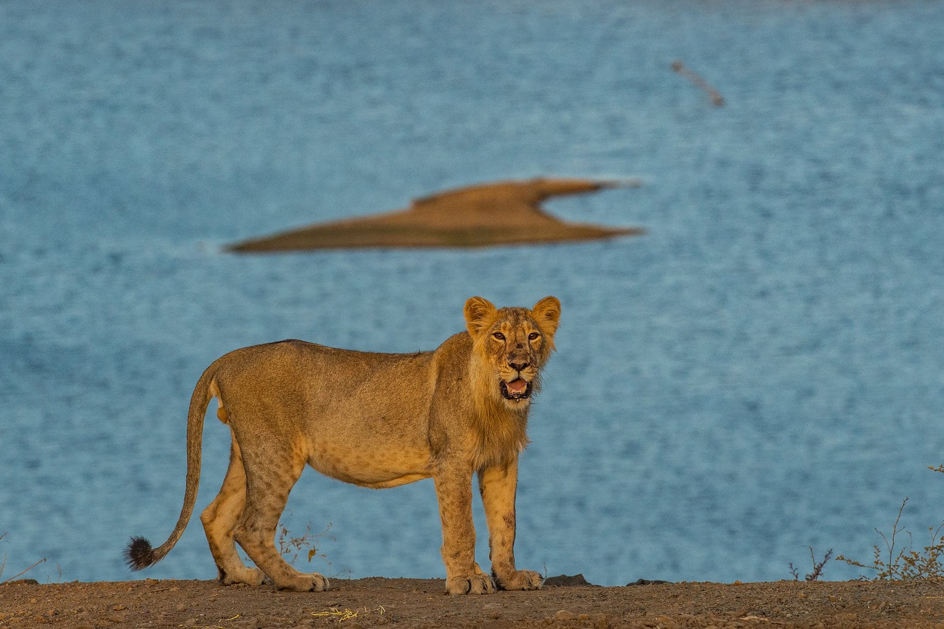 Gir wildlife and landscape photograph 2