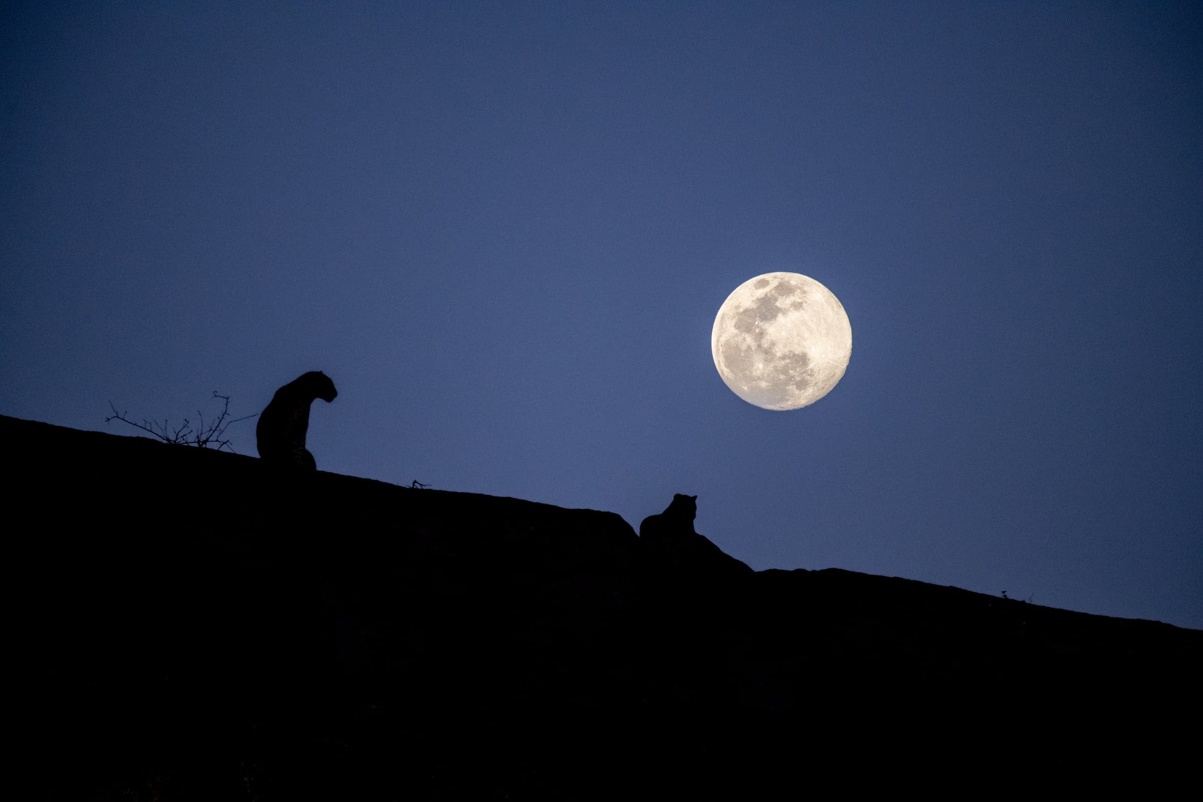 Two leopards silhouetted on Jawai's granite hills beneath a full moon