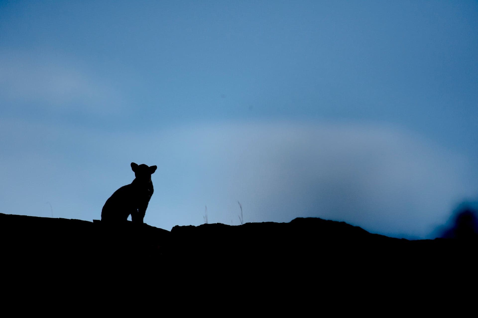 Jawai wildlife and landscape photograph 2