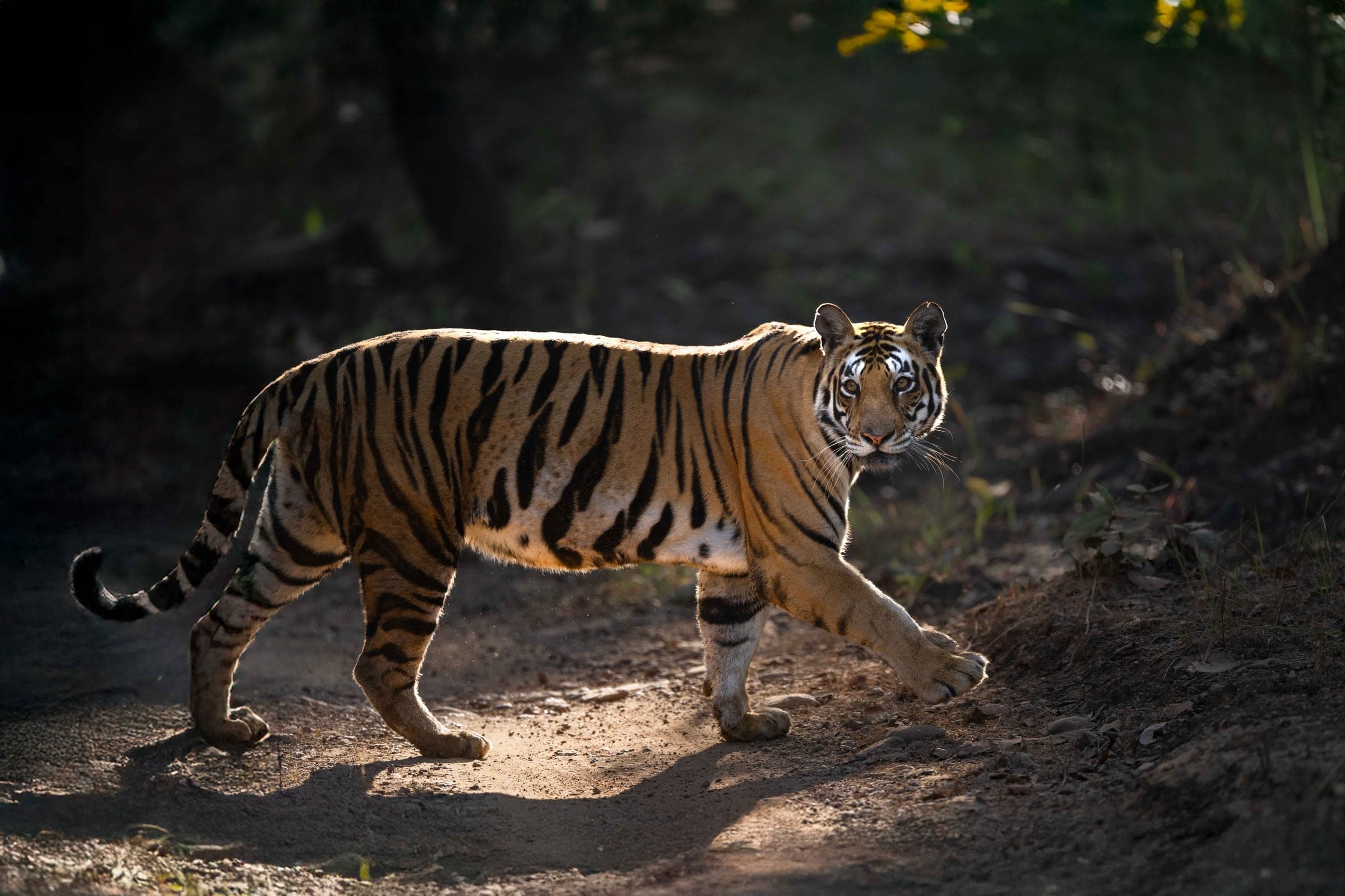 Tiger walking through Kanha at first light