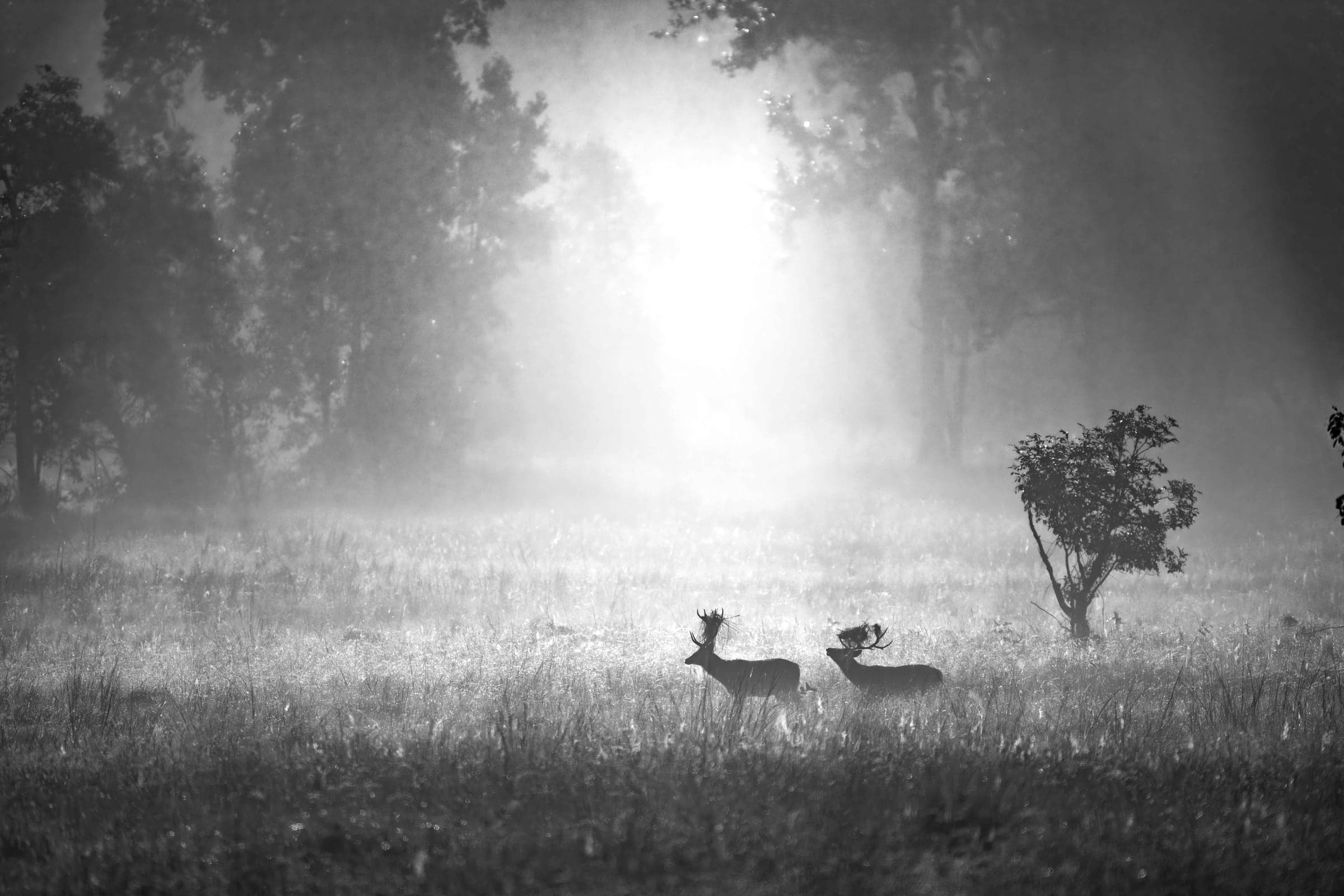 Kanha wildlife and landscape photograph 3