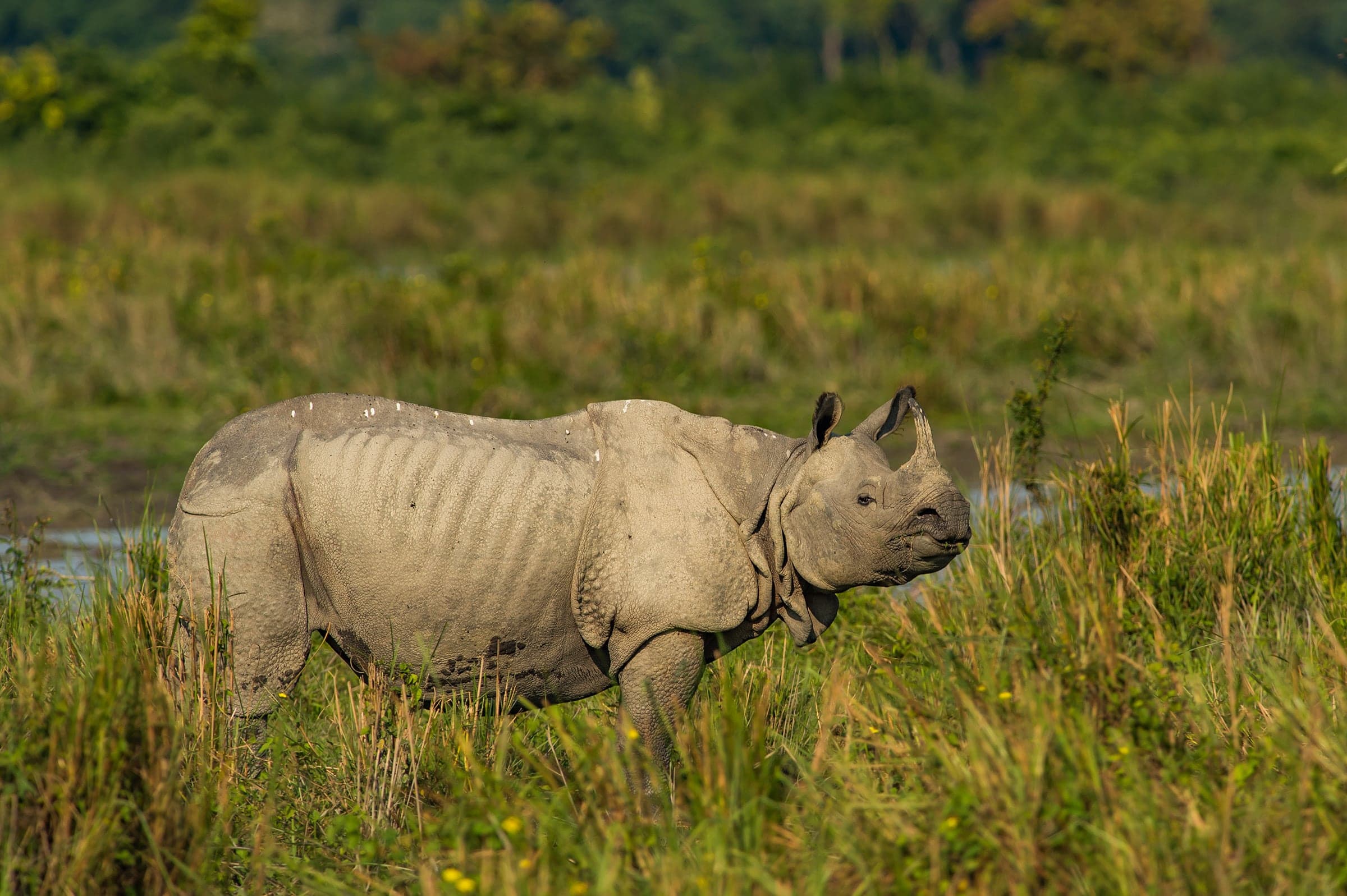 One-horned rhinoceros in Kaziranga grassland
