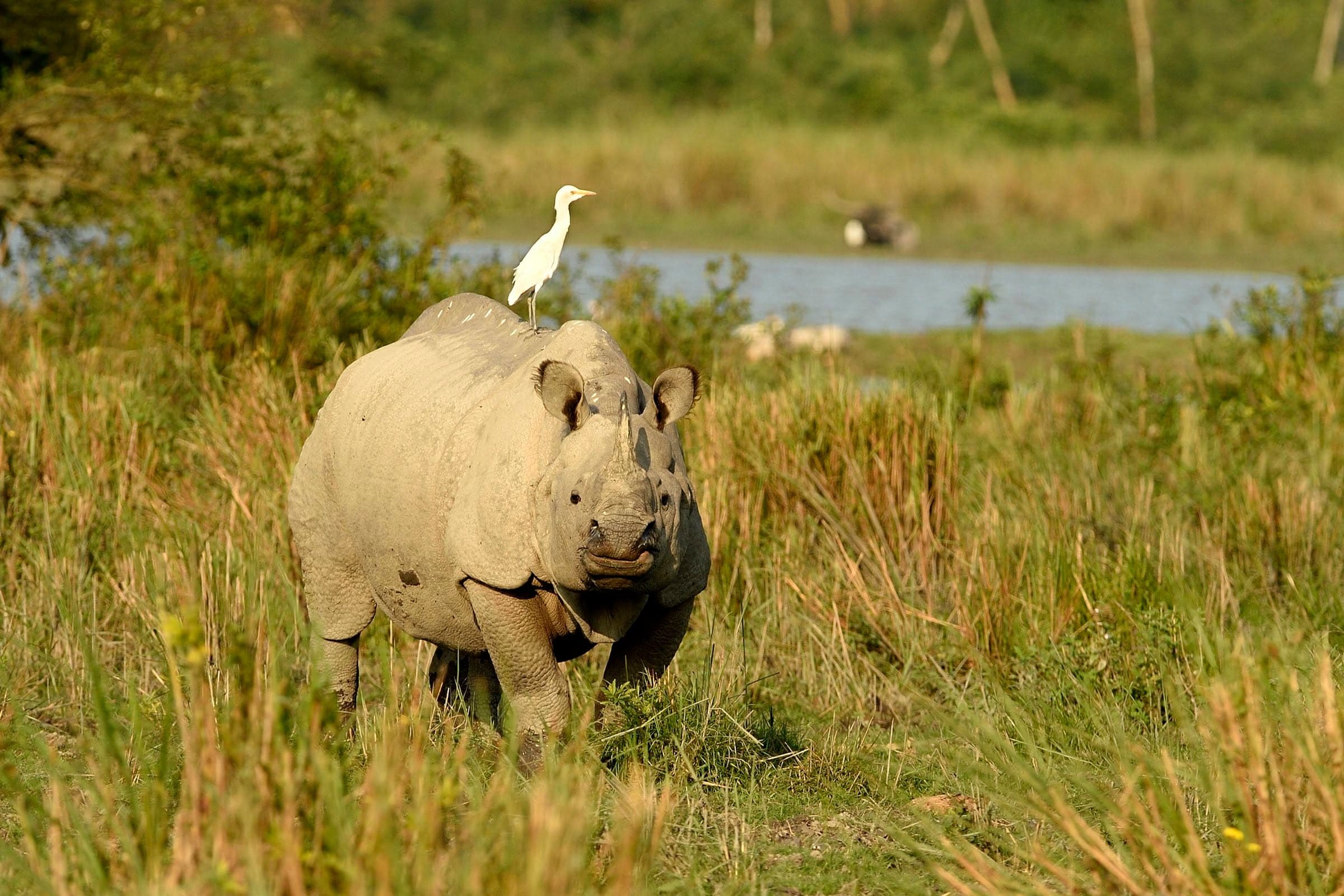 Kaziranga wildlife and landscape photograph 3