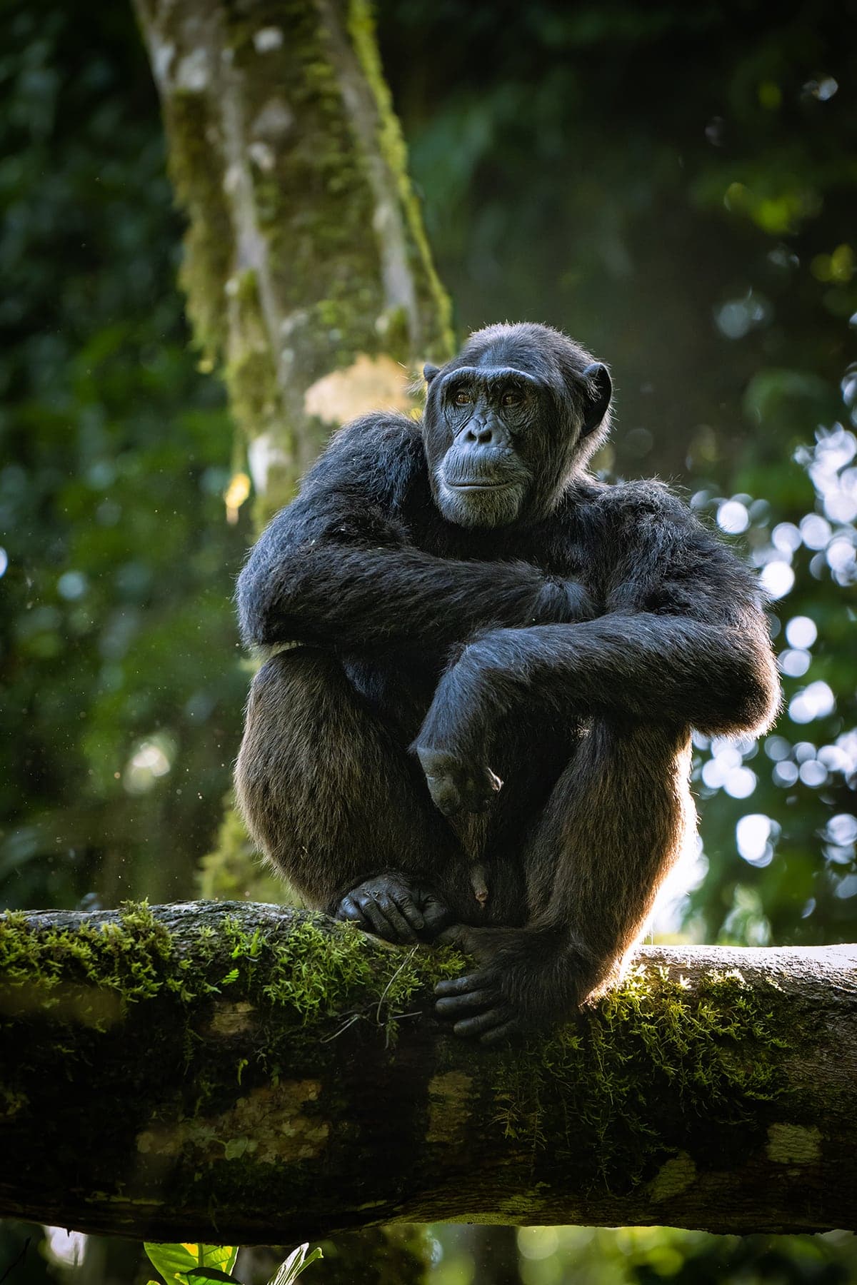 Kibale National Park wildlife and landscape photograph 1