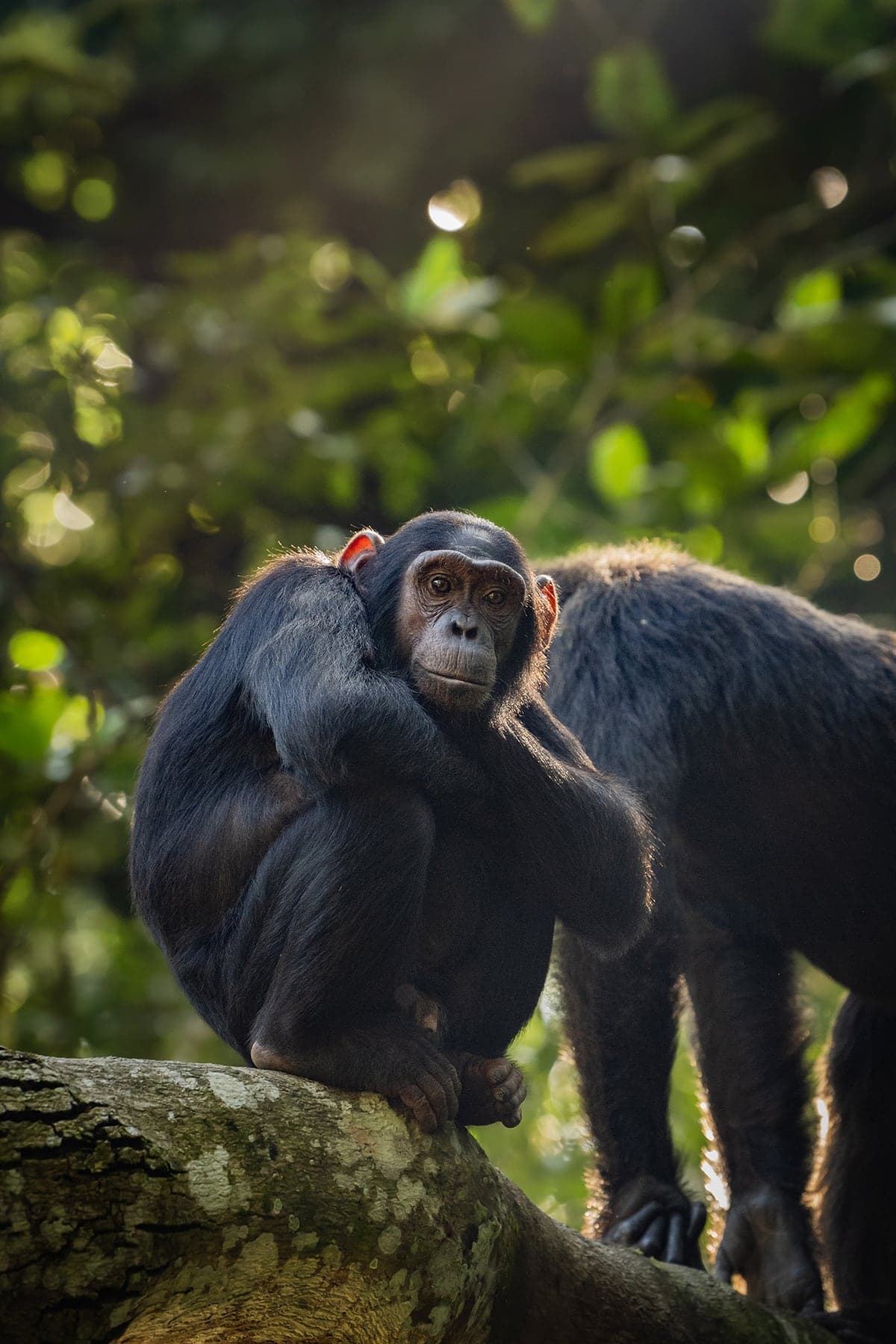 Chimpanzee in Kibale forest