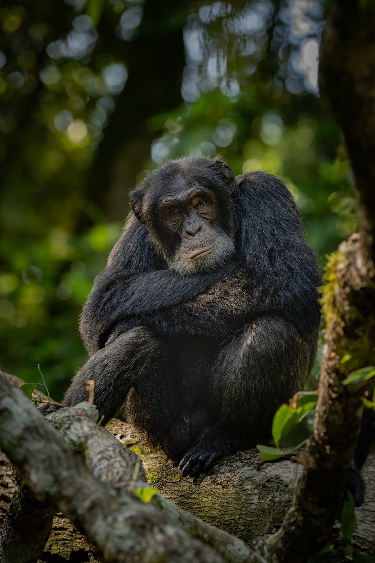 Kibale National Park wildlife and landscape photograph 3