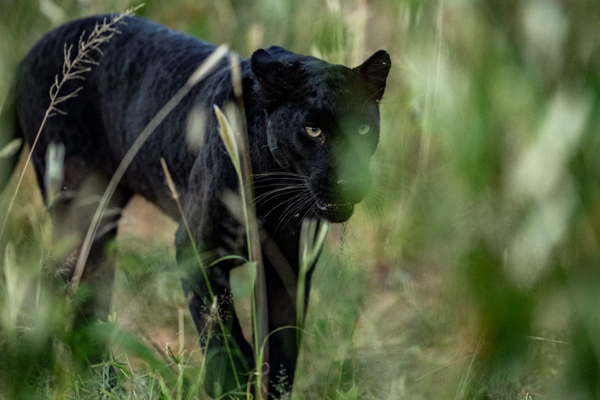 Black leopard moving through Laikipia grassland