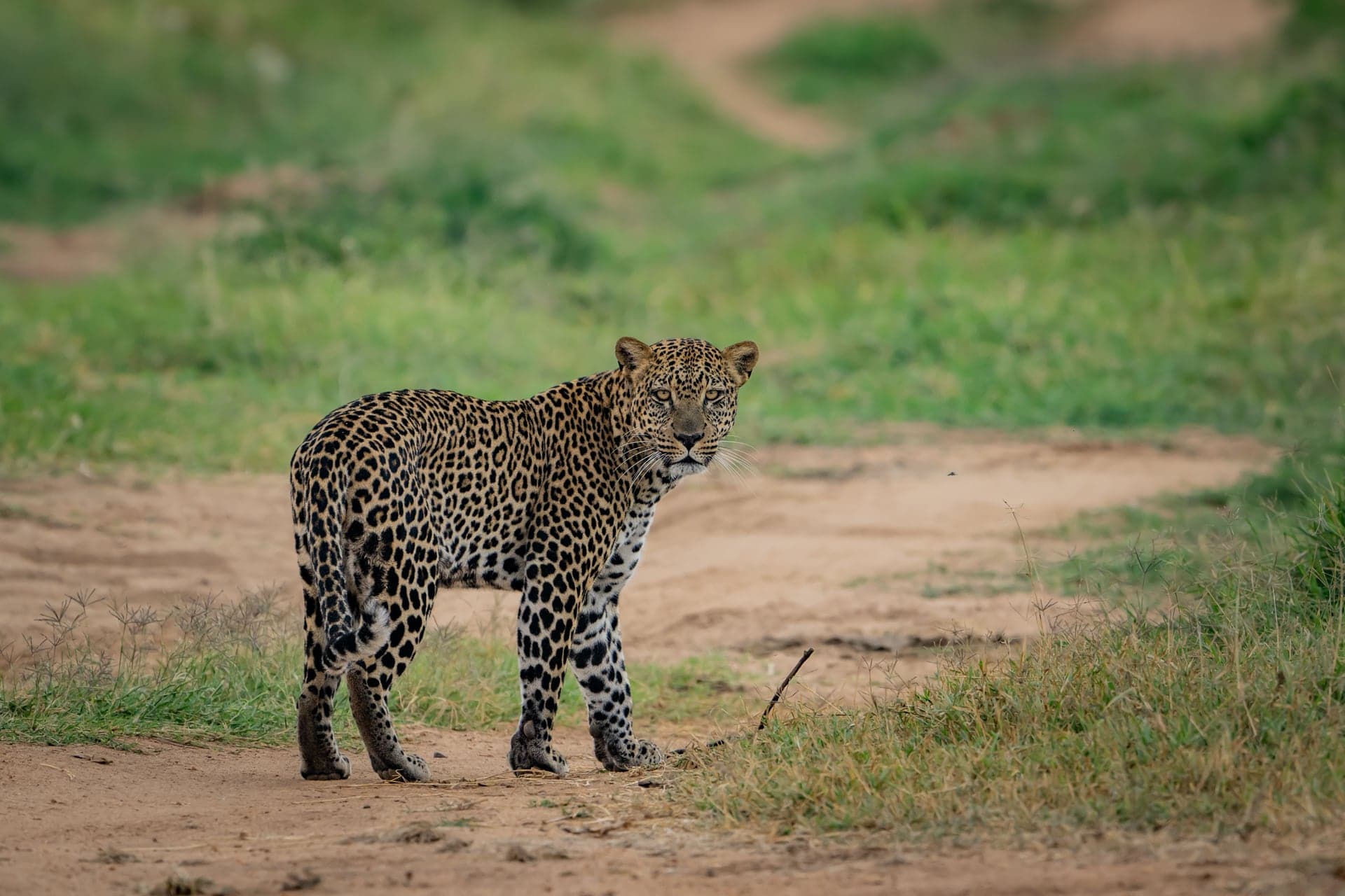 Laikipia wildlife and landscape photograph 3