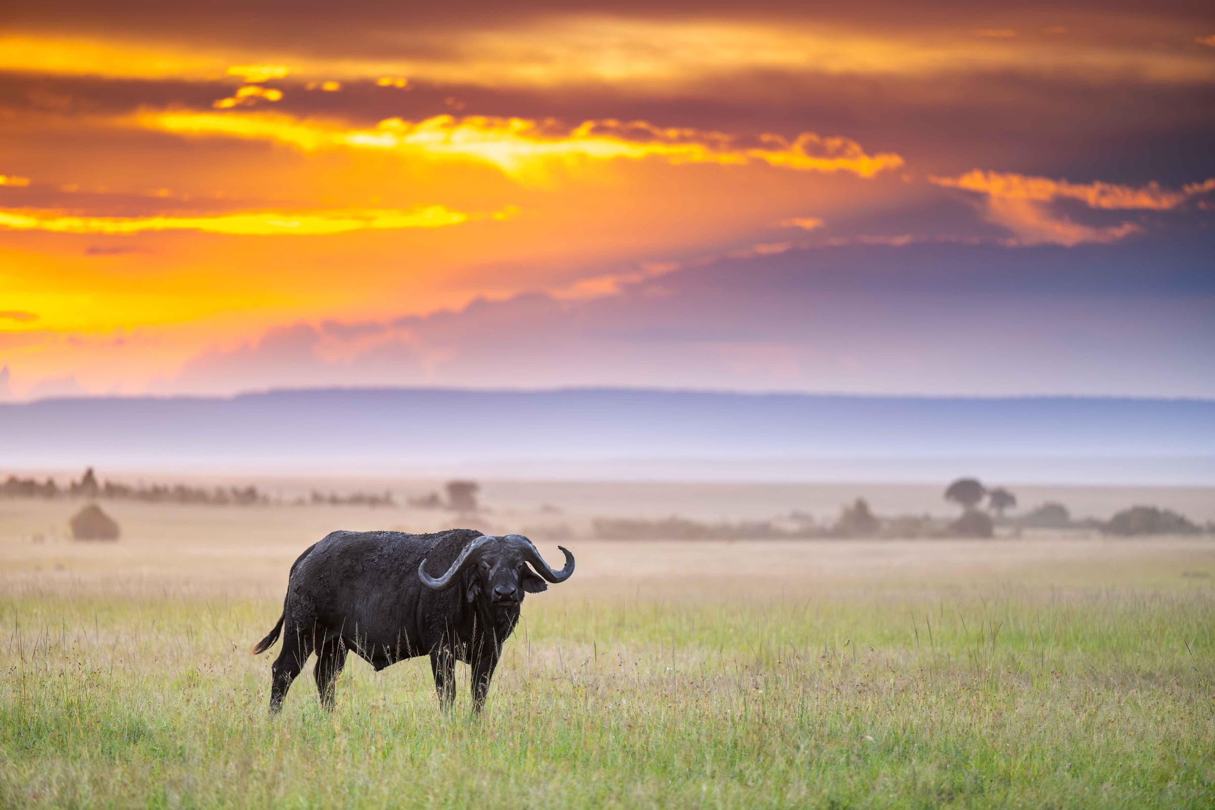 Wildebeest beneath a dramatic Masai Mara sky