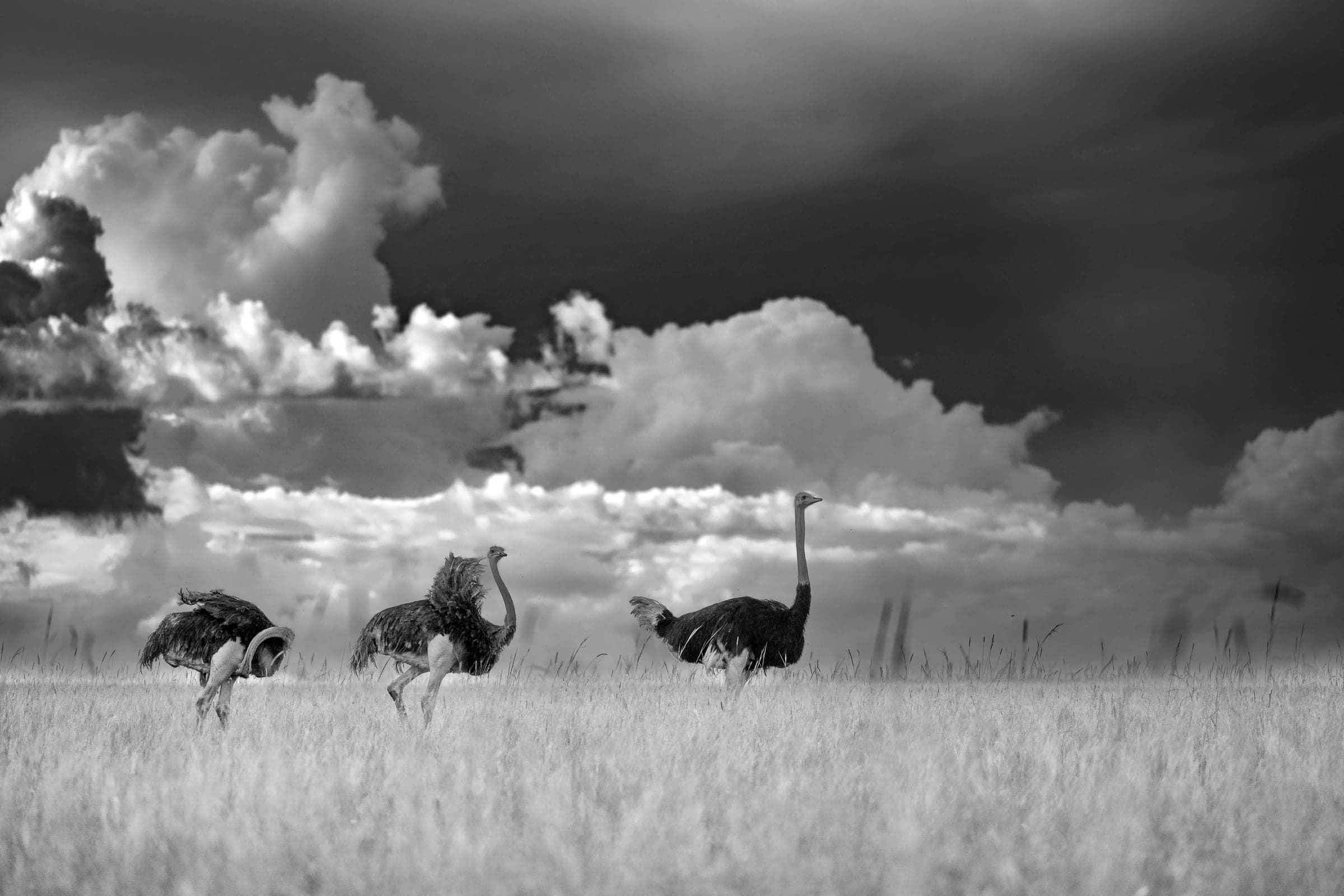 Masai Mara wildlife and landscape photograph 3