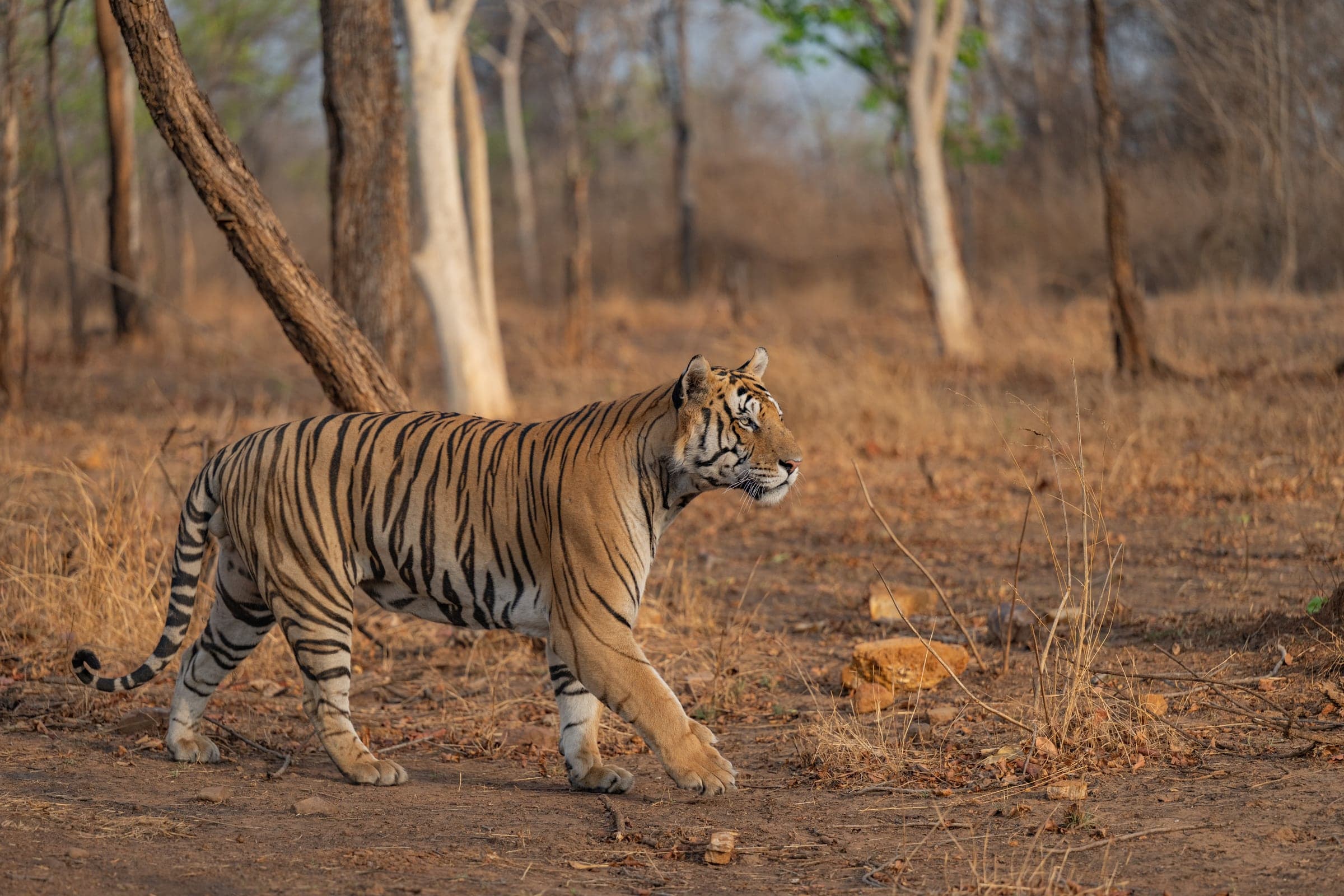 Panna wildlife and landscape photograph 3