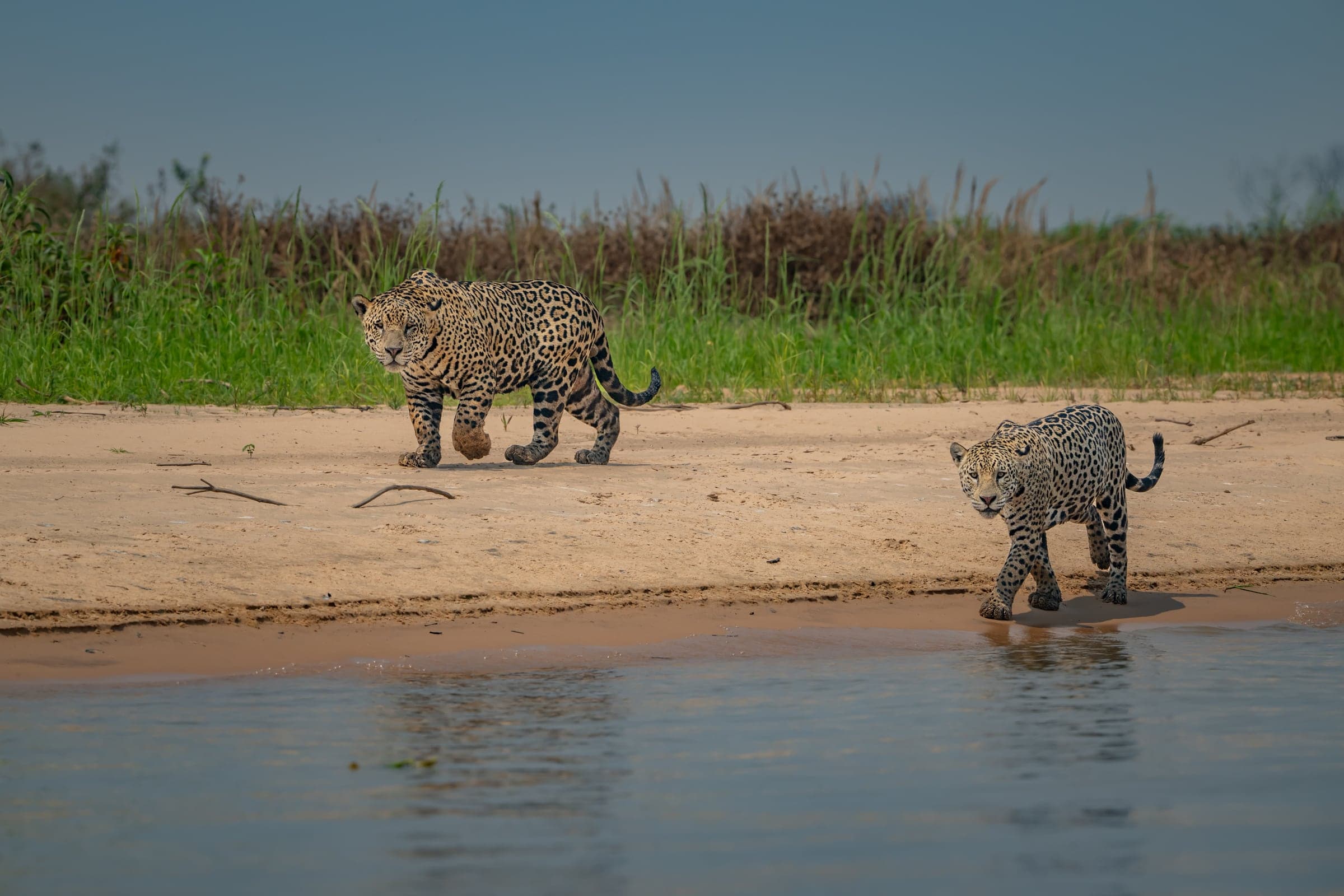 Jaguars beside a Pantanal riverbank