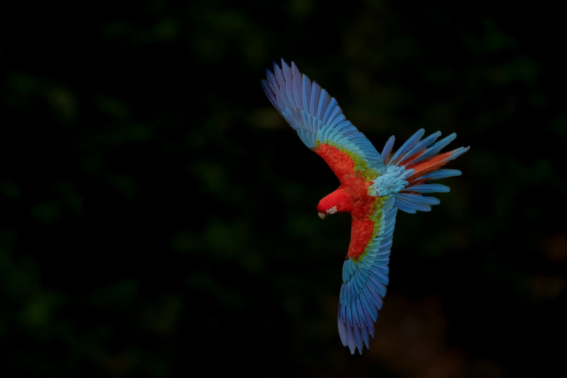 Pantanal wildlife and landscape photograph 3