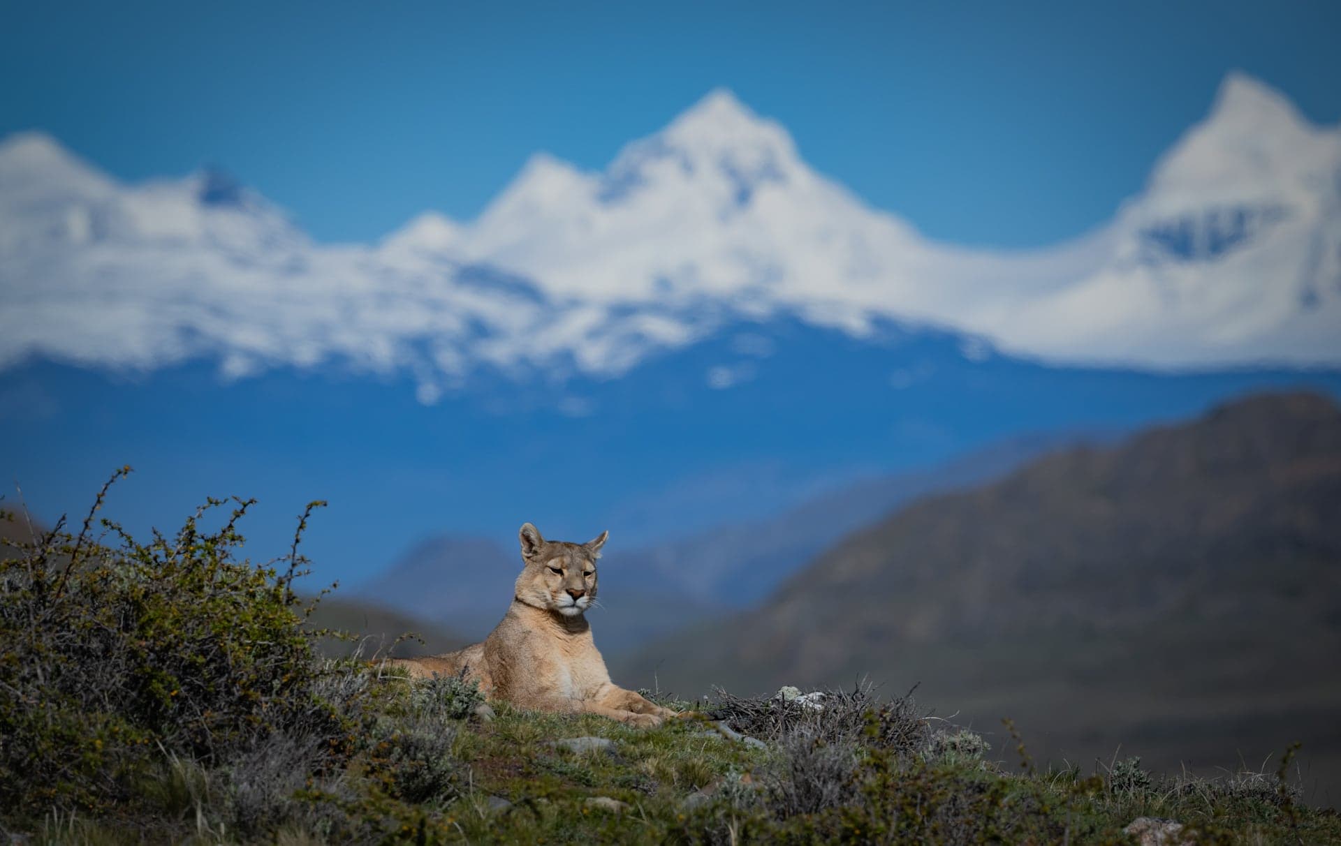 Puma beneath the mountains of Patagonia