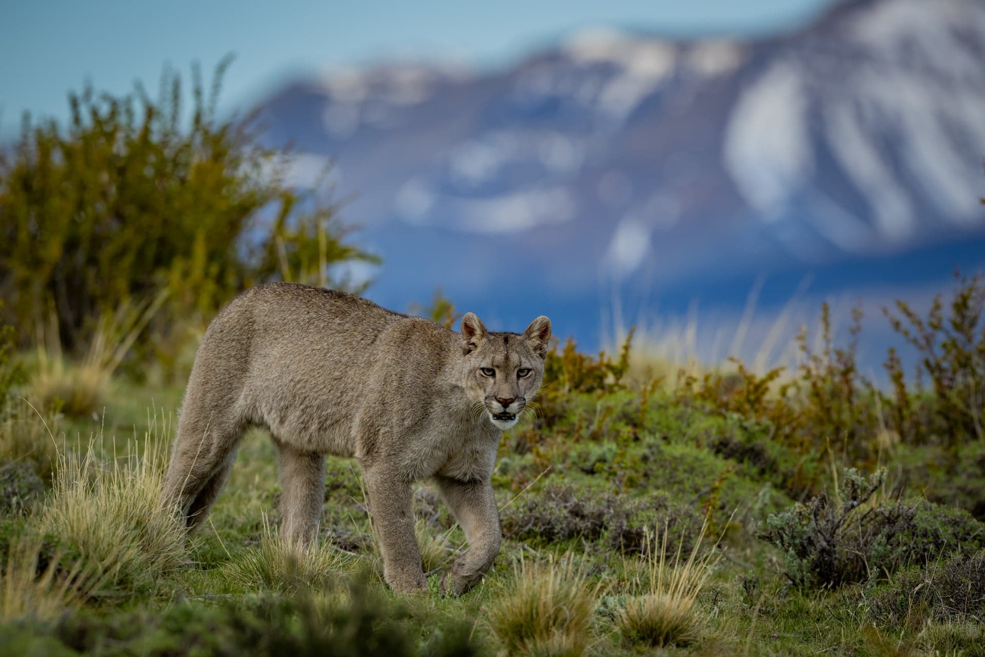 Patagonia wildlife and landscape photograph 3