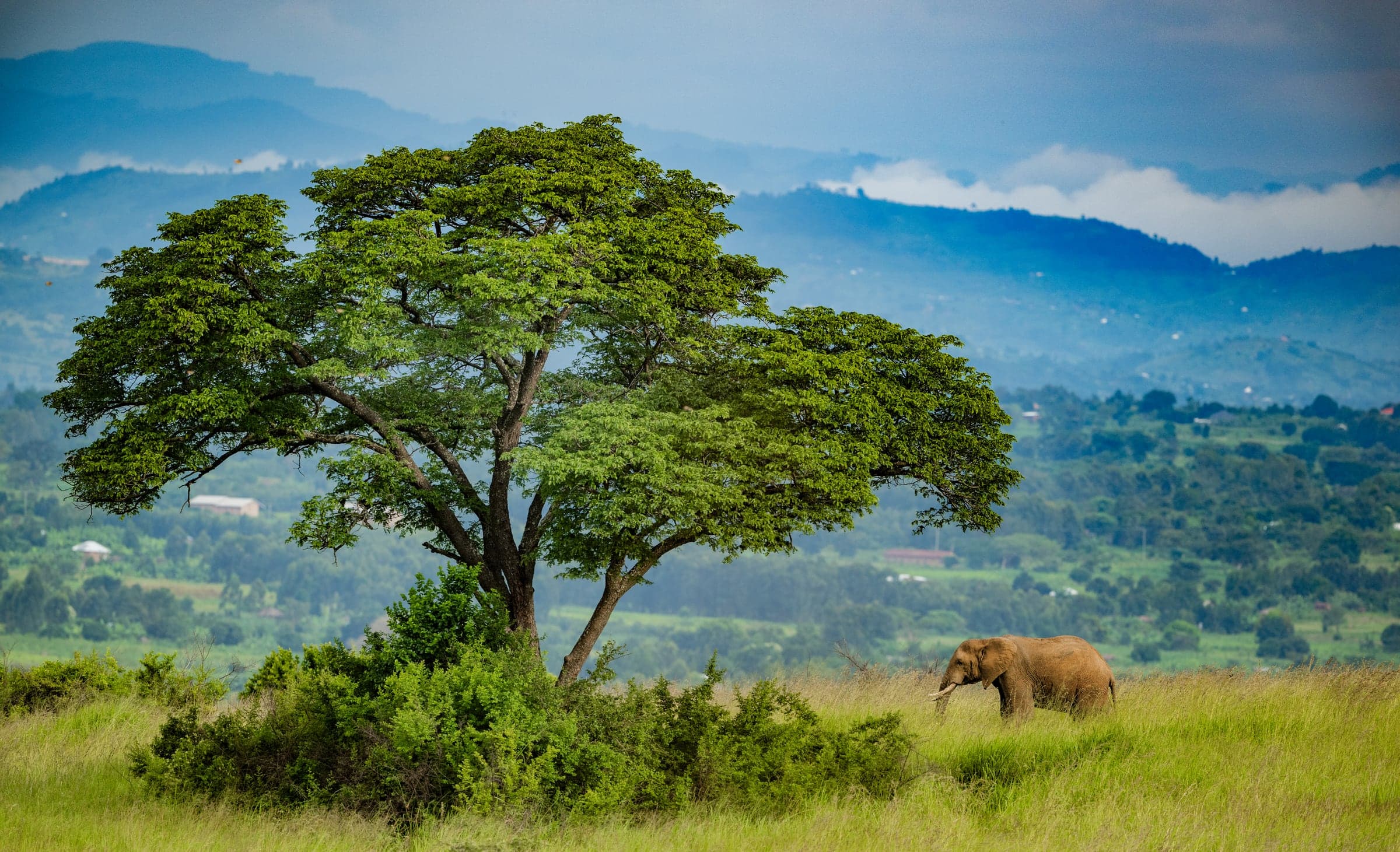 Savannah landscape in Queen Elizabeth National Park