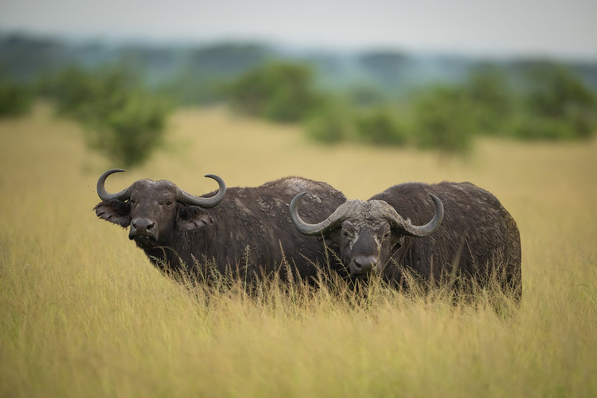 Queen Elizabeth National Park wildlife and landscape photograph 4