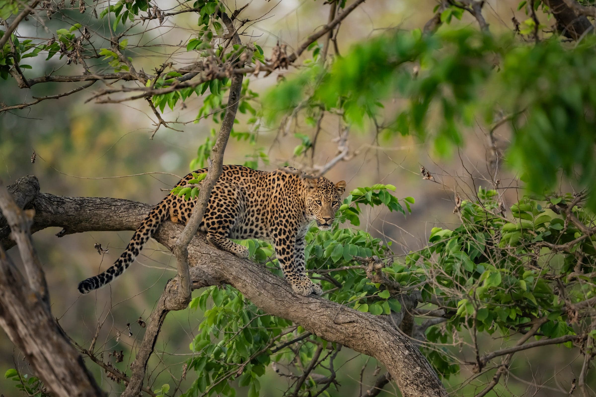 Rajaji wildlife and landscape photograph 2