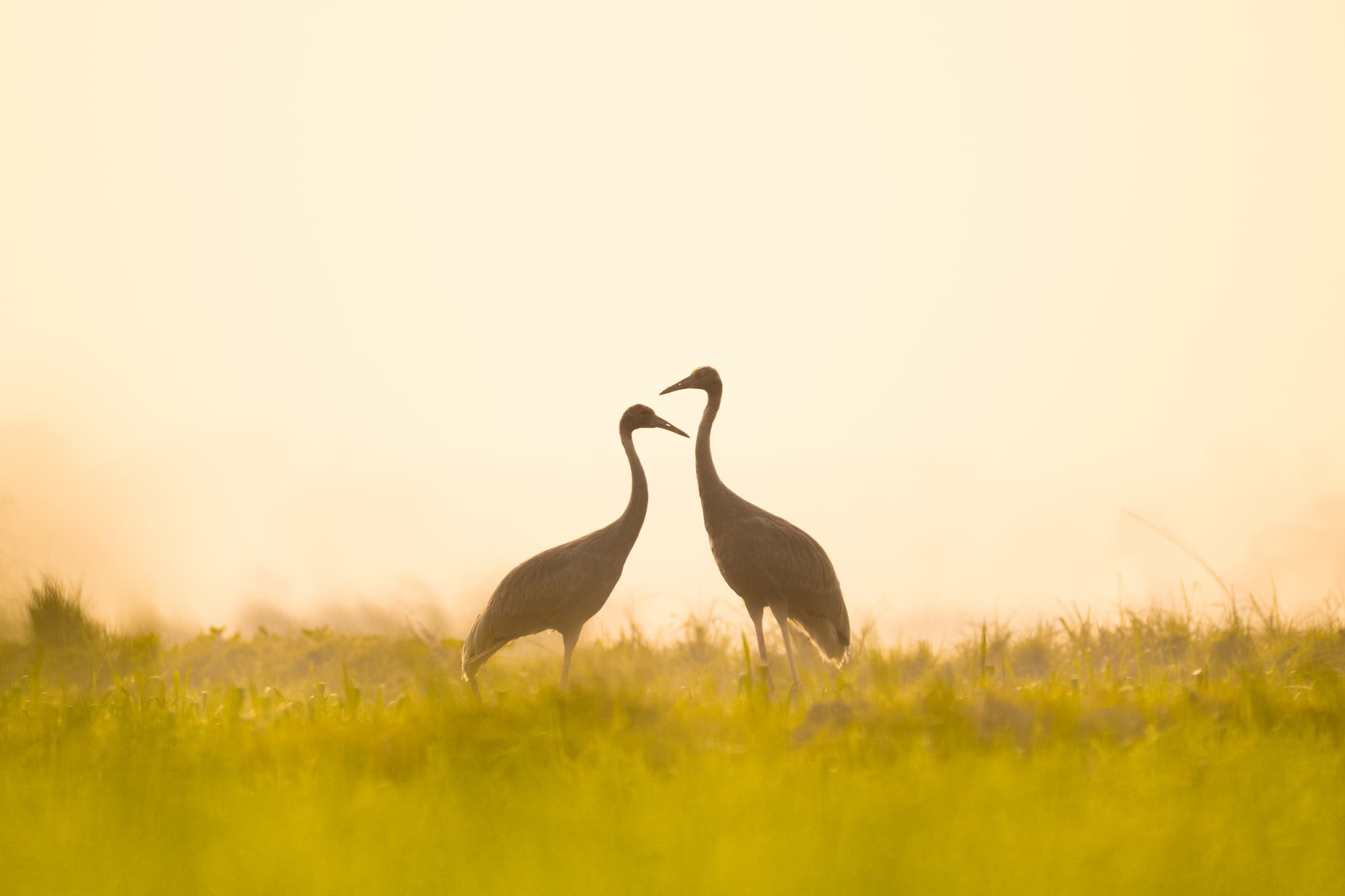 Flamingos in the Rann of Kutch