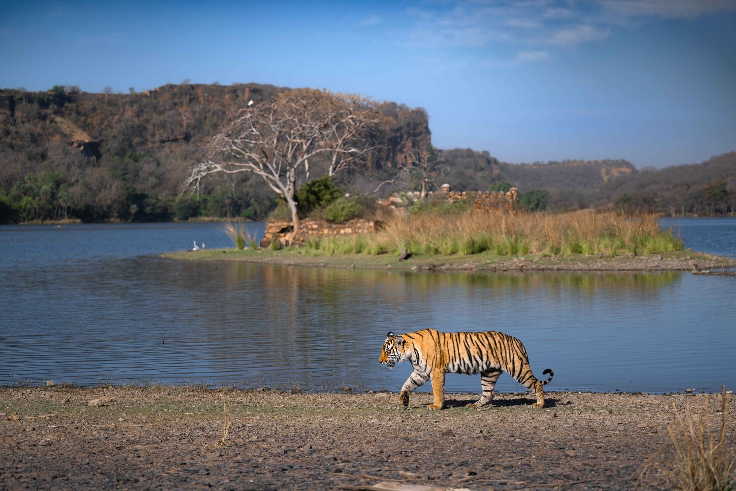 Bengal tiger beside a Ranthambhore lake