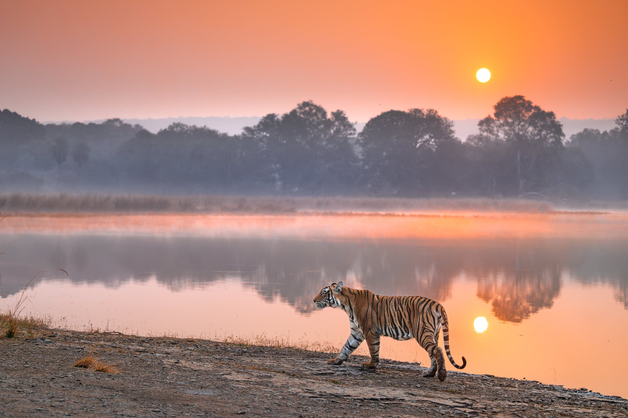 Ranthambhore wildlife and landscape photograph 3