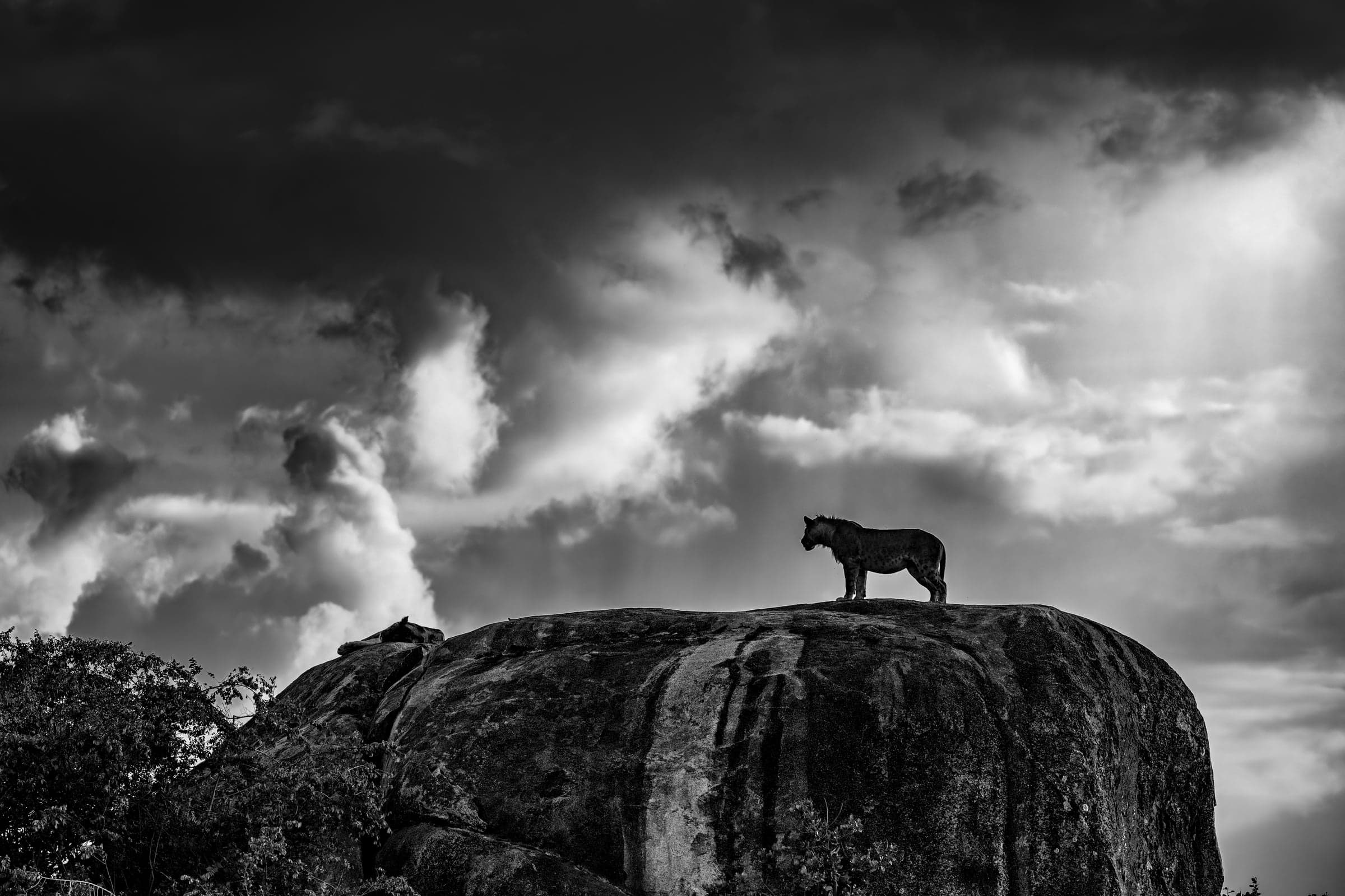 Serengeti wildlife and landscape photograph 1