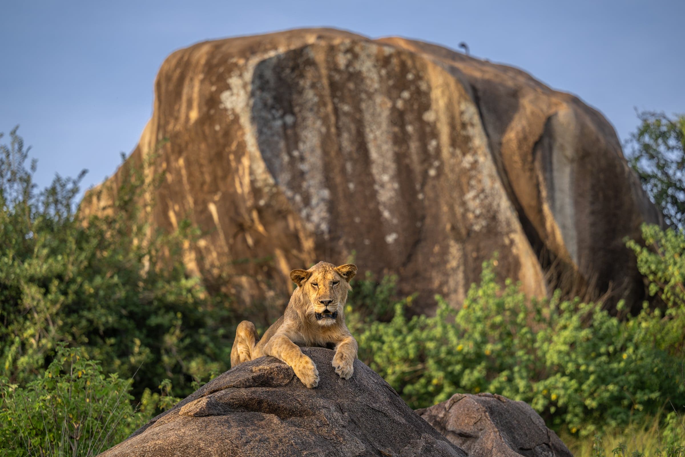 Serengeti wildlife and landscape photograph 2