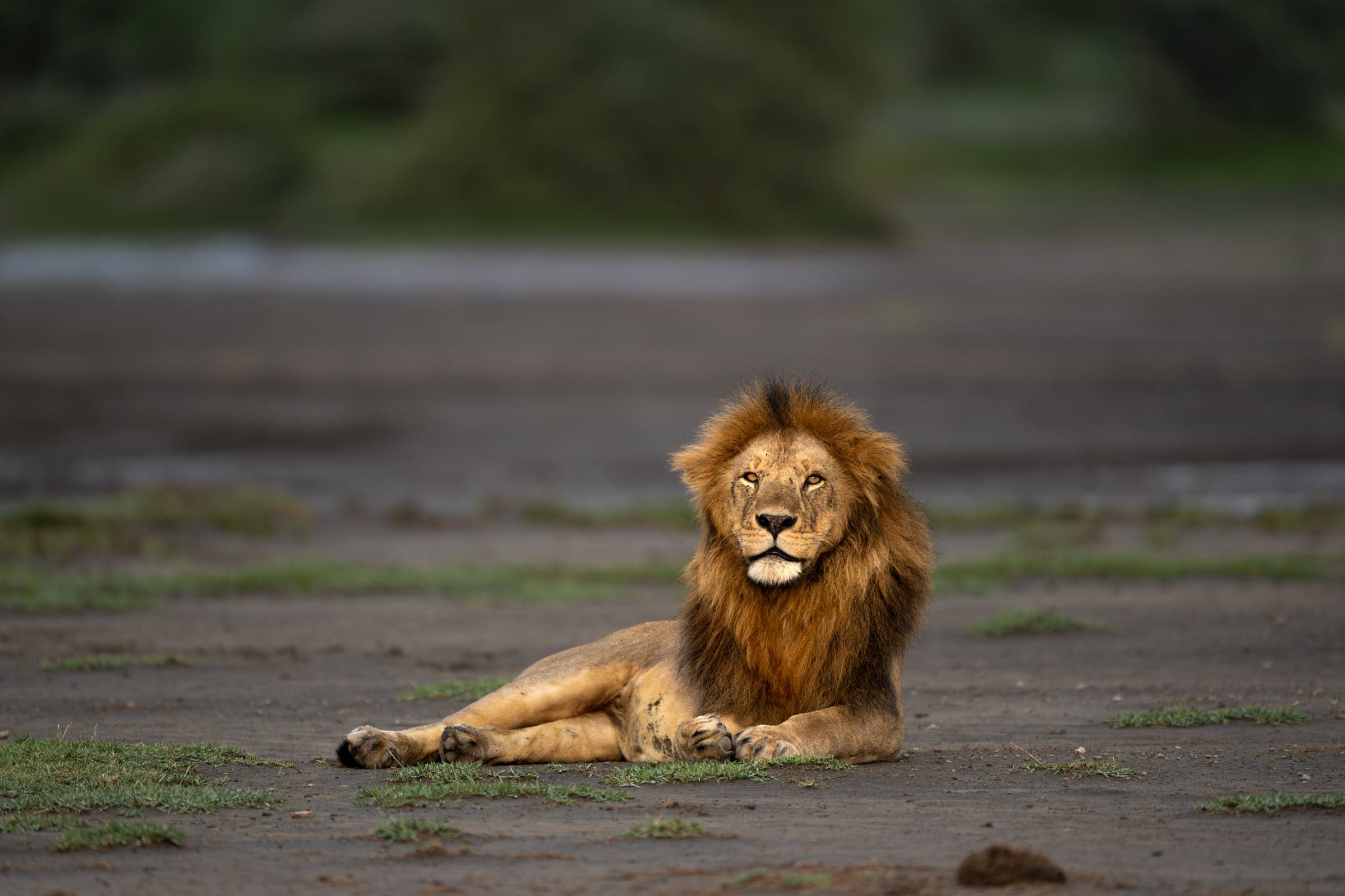 Lion on the open Serengeti plains