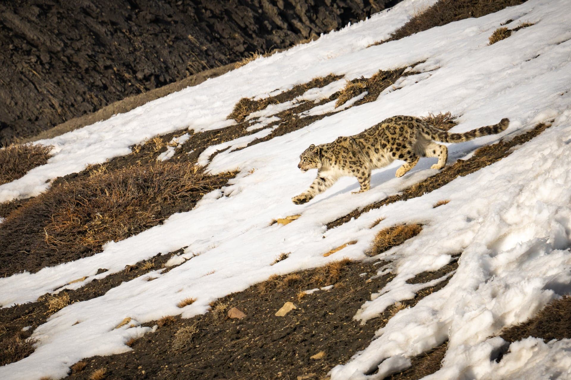 Spiti Valley wildlife and landscape photograph 3