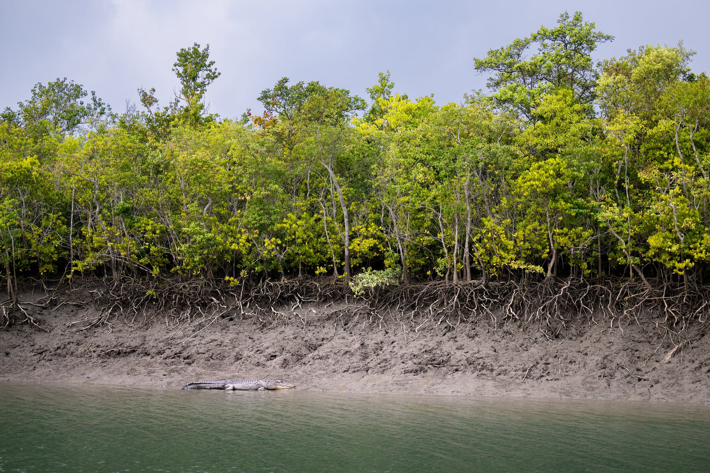 Mangrove waterways of the Sundarbans