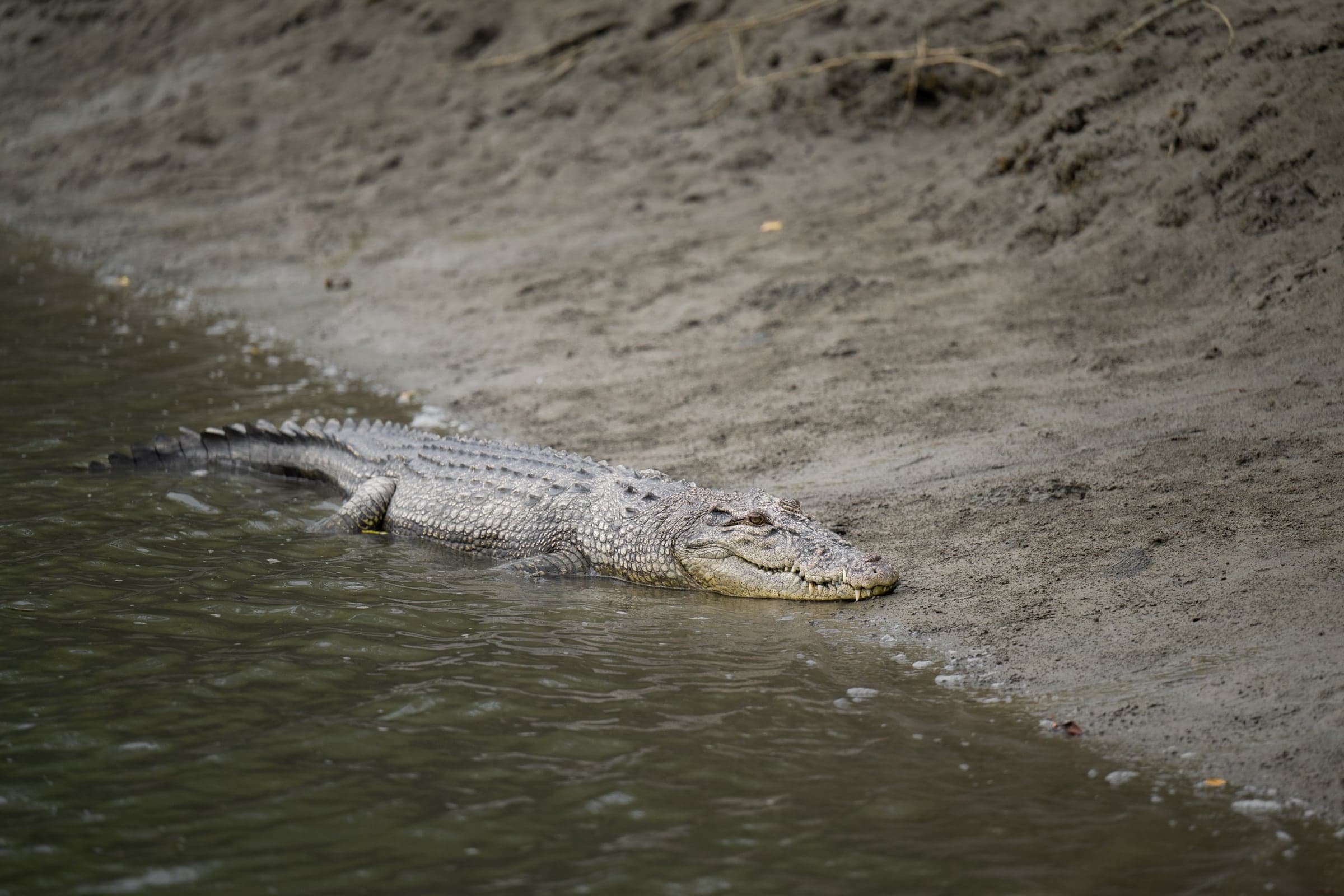 Sunderbans wildlife and landscape photograph 3