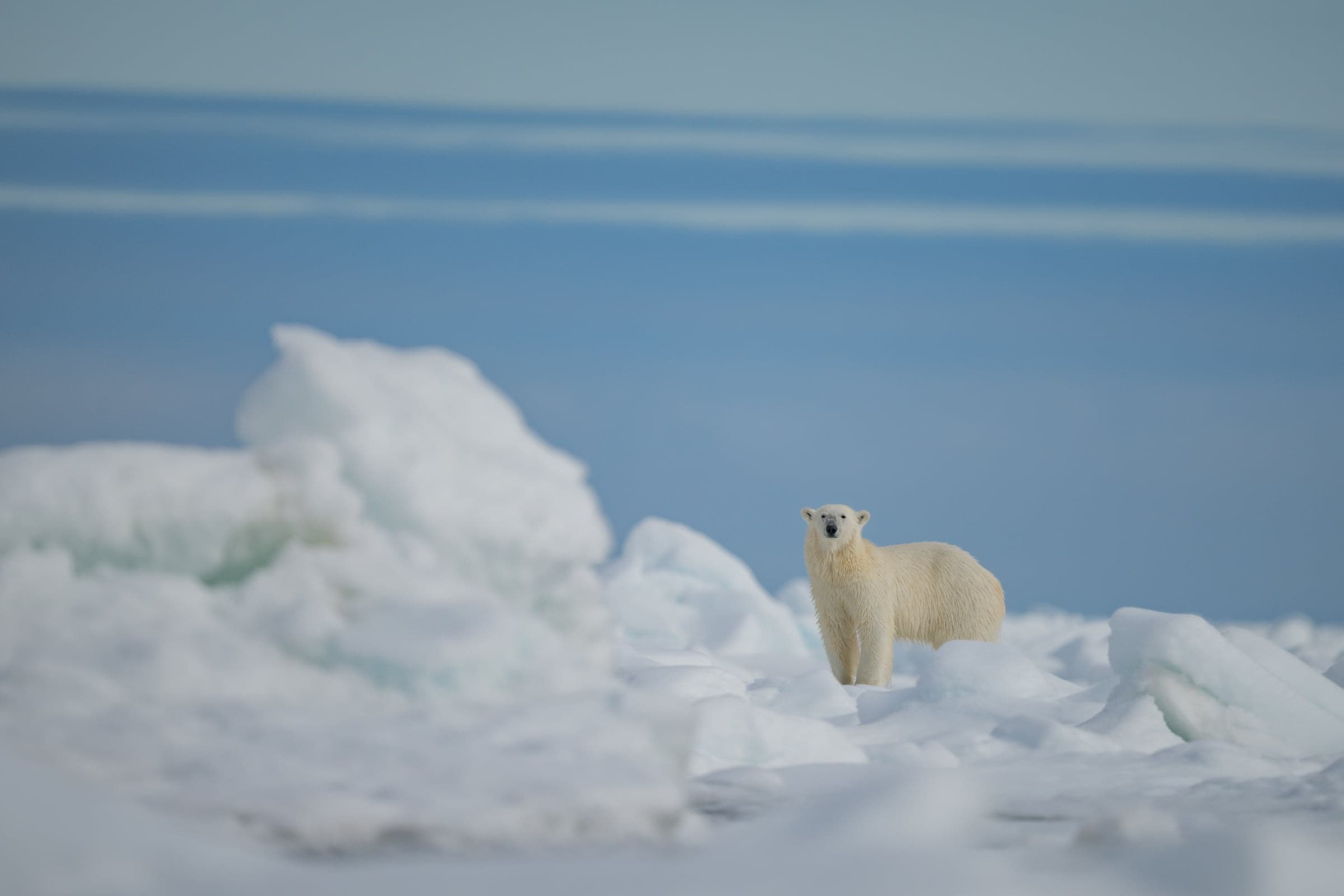 Svalbard wildlife and landscape photograph 4