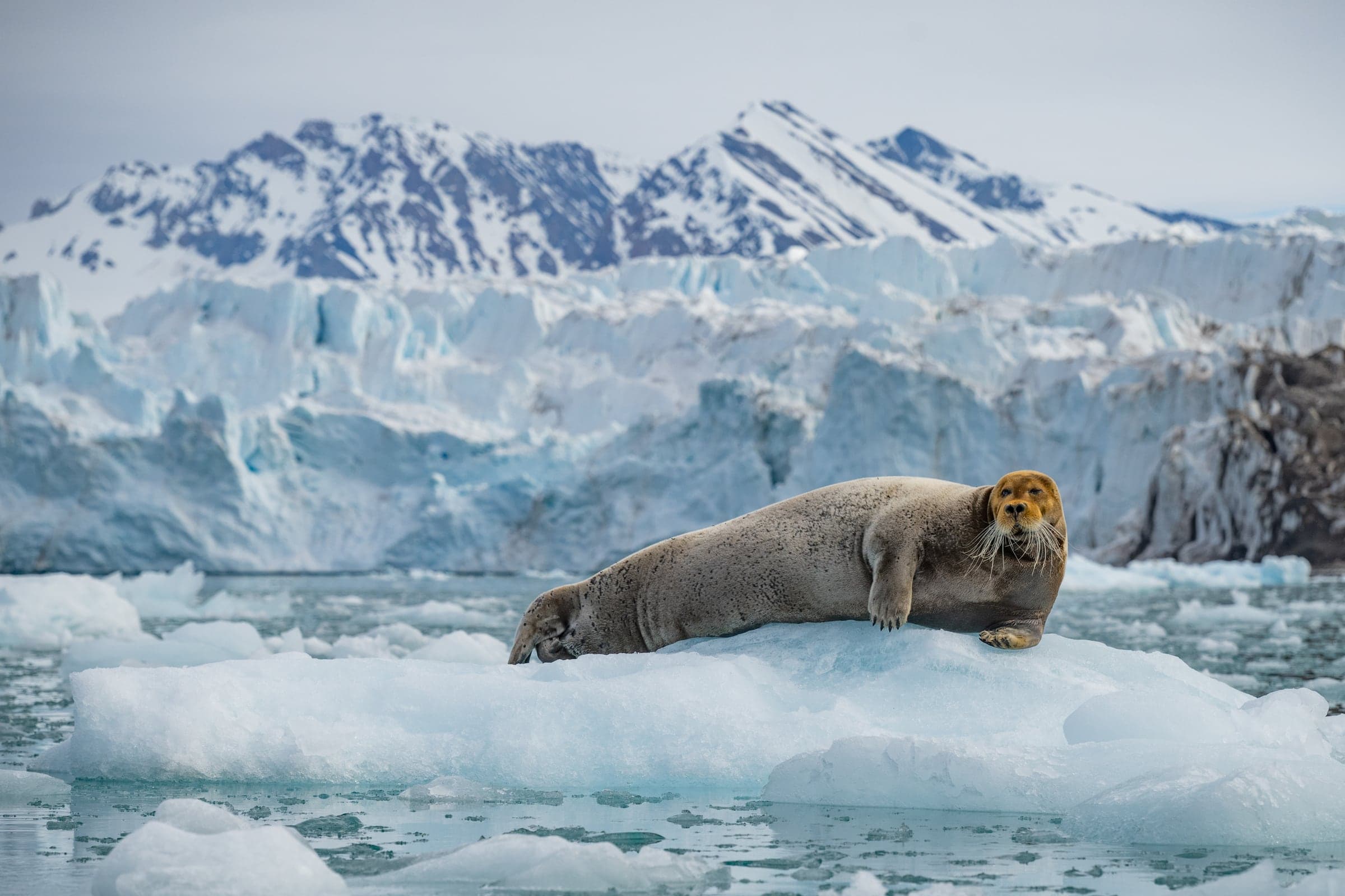 Svalbard wildlife and landscape photograph 6