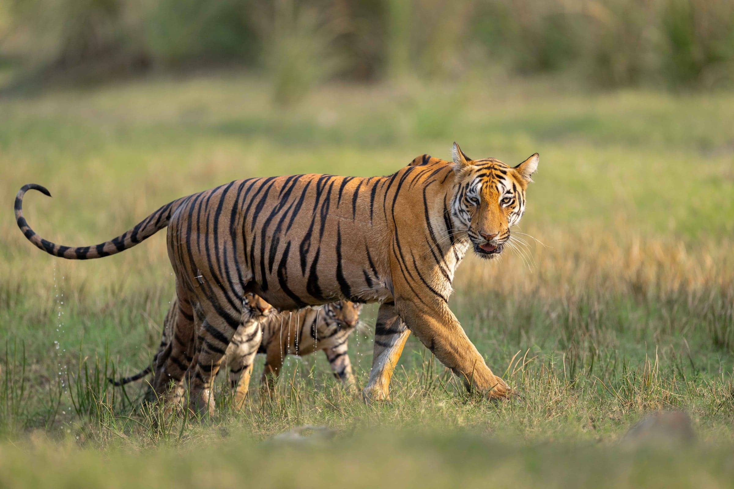 Tadoba wildlife and landscape photograph 3