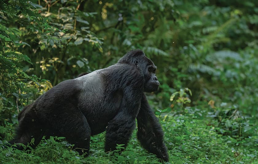 Uganda gallery image 1