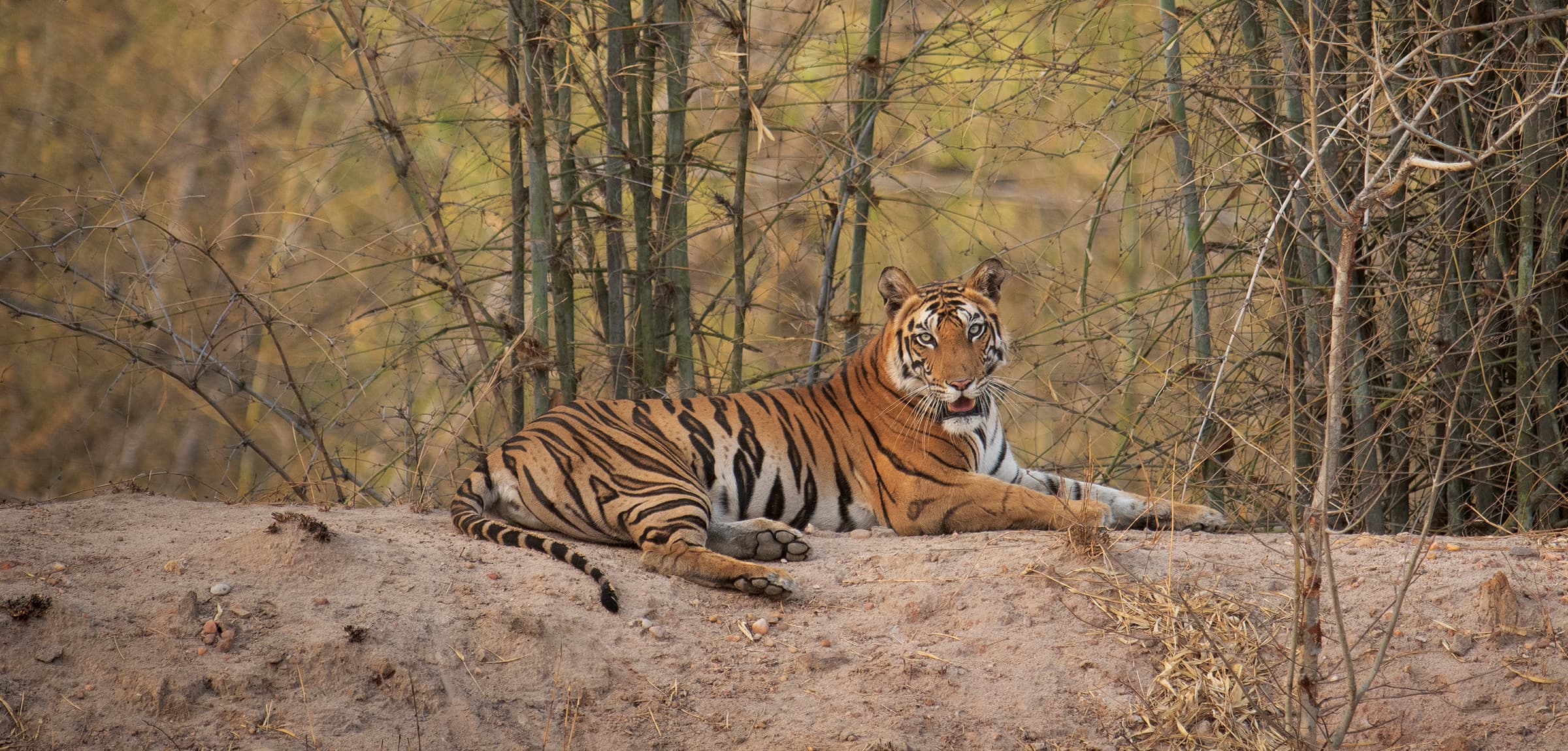 Bandhavgarh: A Paradise of Stone, Stripes and Roots - Safari Crafters field image 1