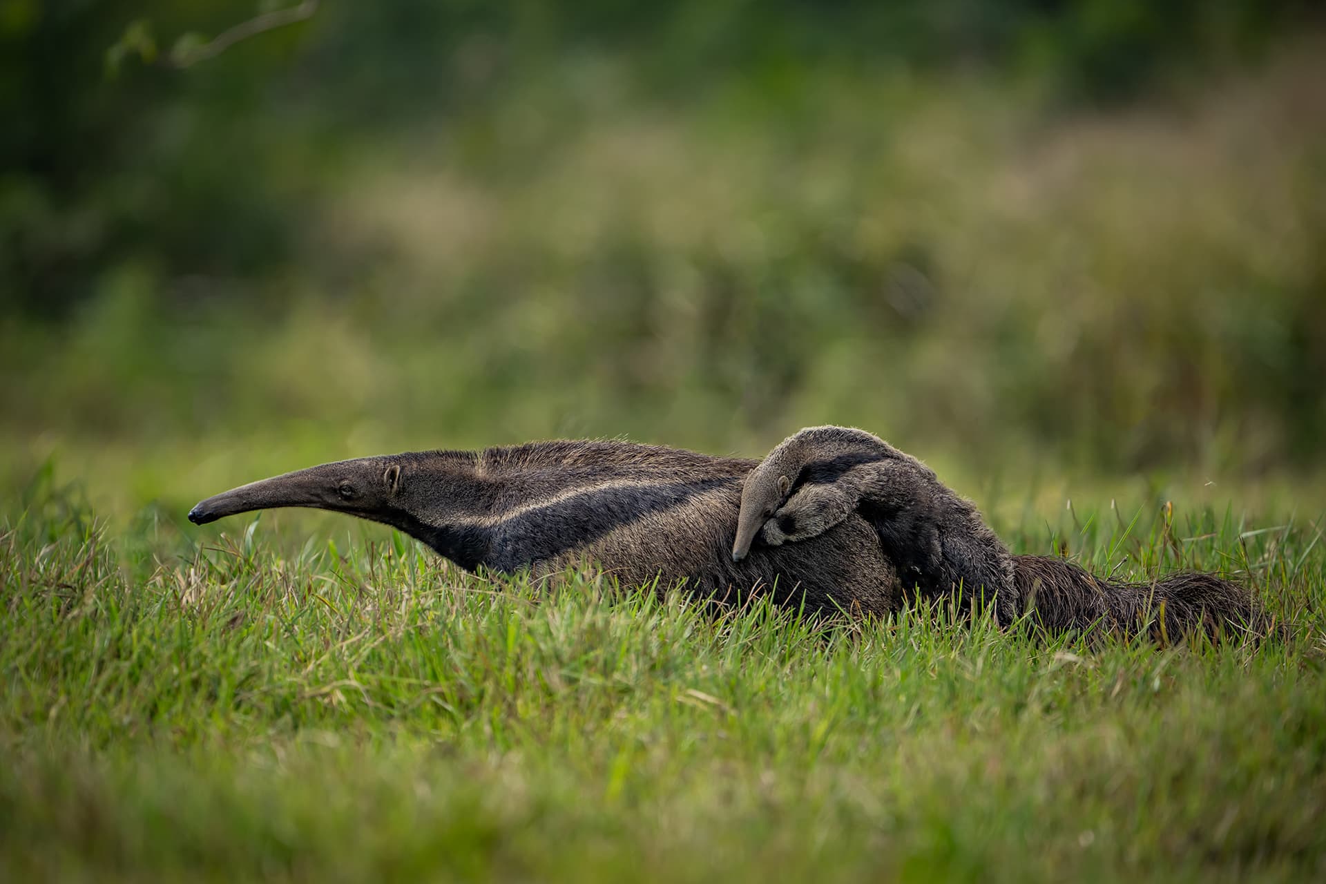 The Pantanal Wetlands gallery image 2