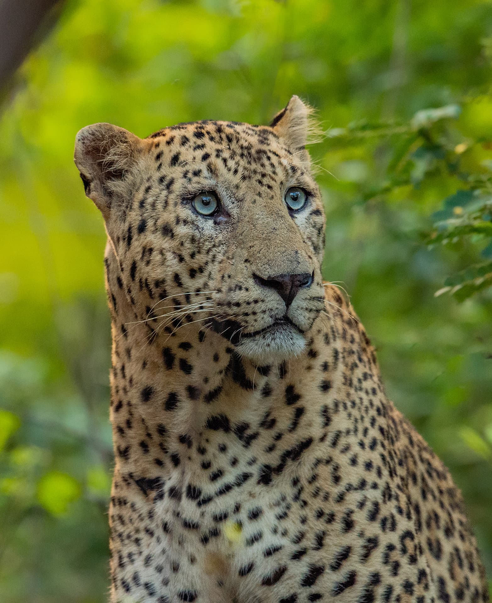 Big Cats of India gallery image 2