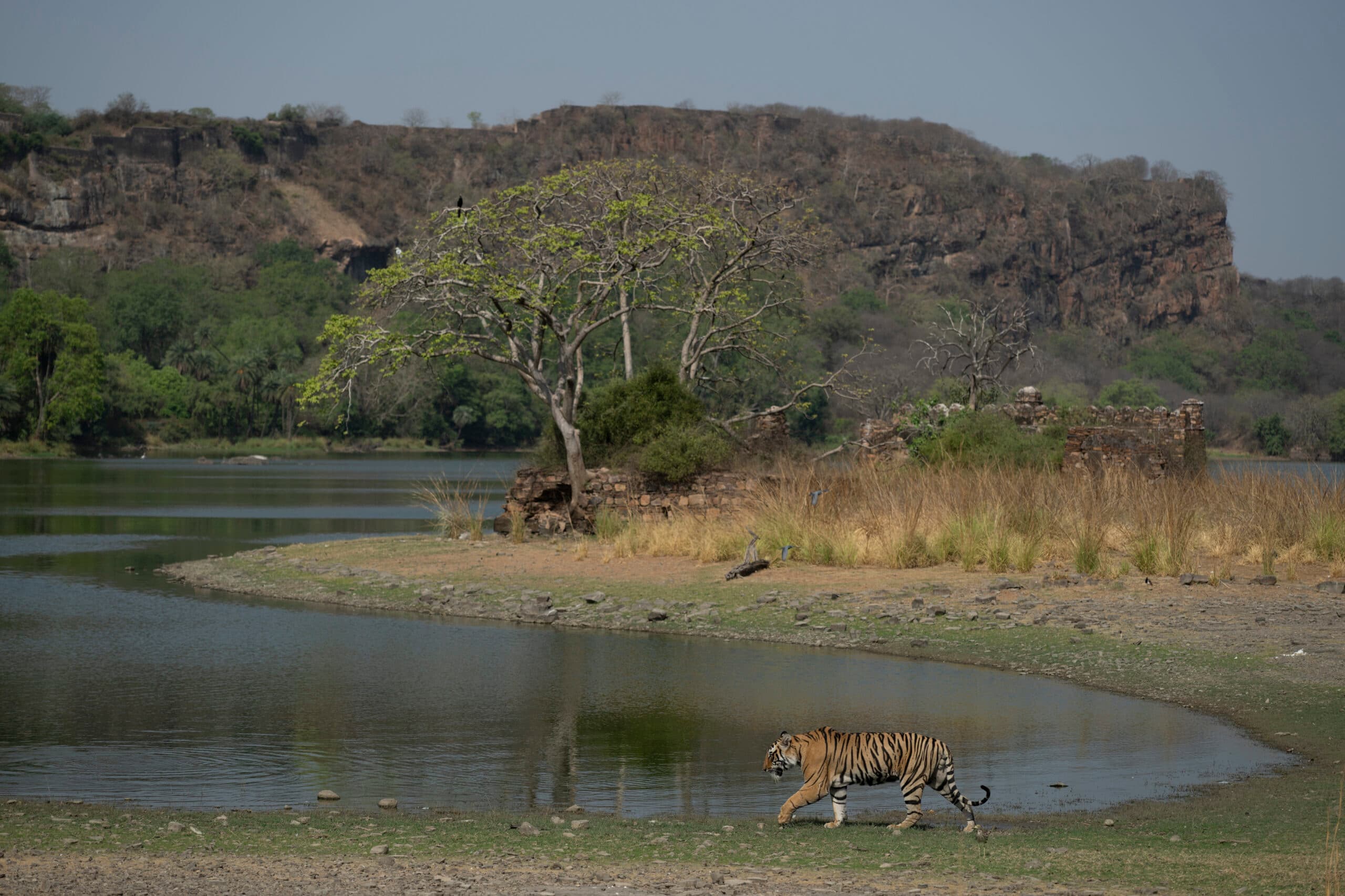 Palaces and Tigers gallery image 2