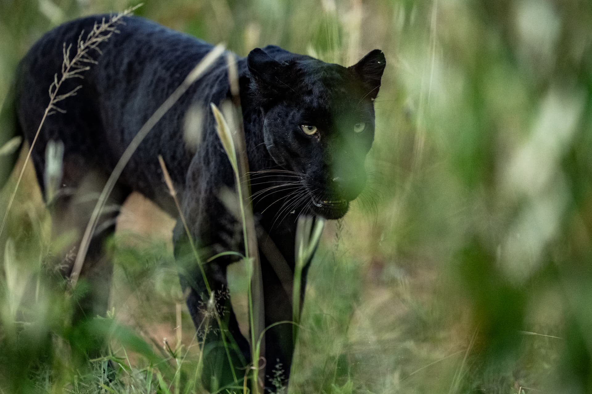 Laikipia Black Leopard Expedition gallery image 2